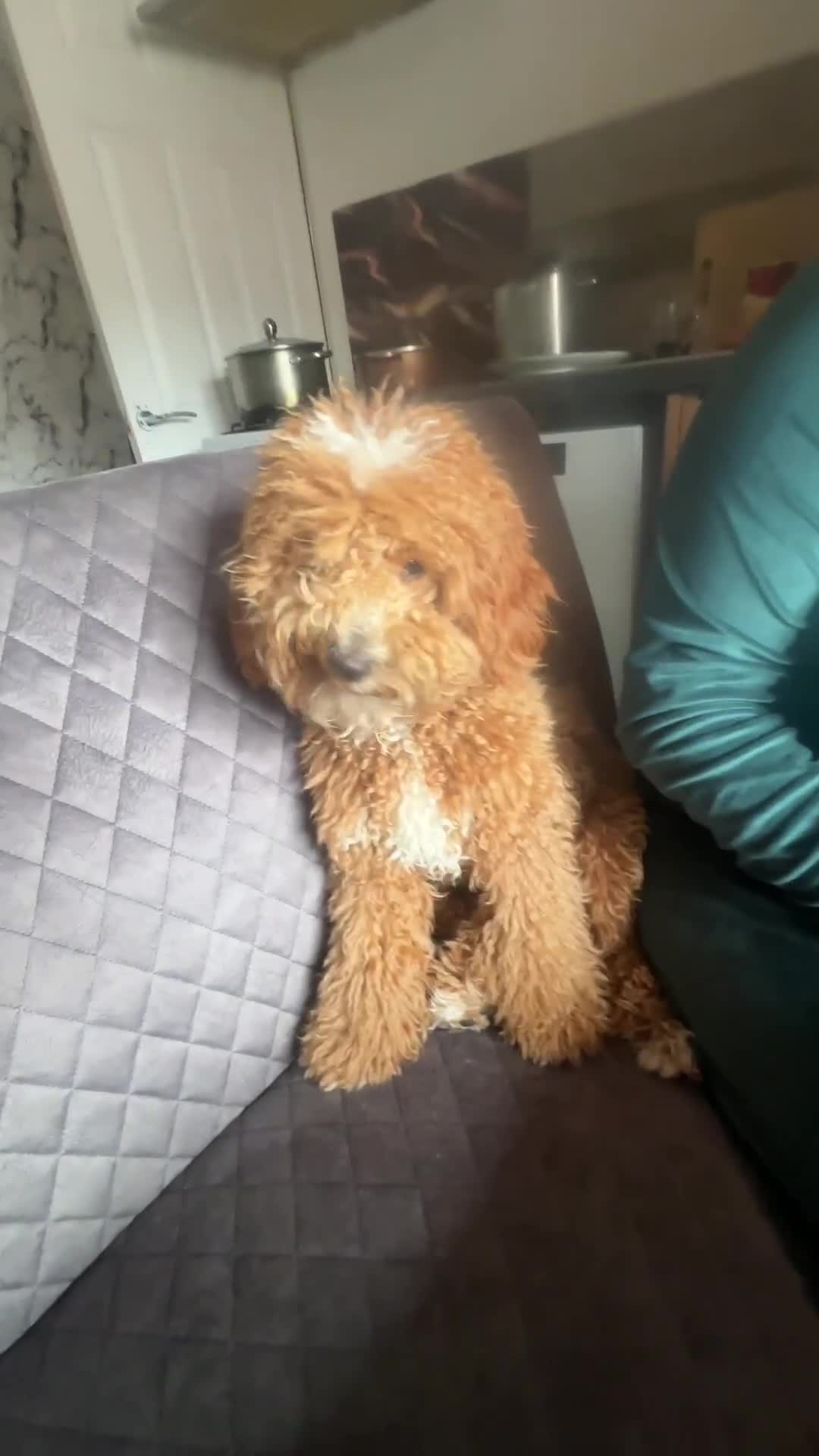 Cavapoo dogs for sale: Sale dog in Gateshead - Video 1