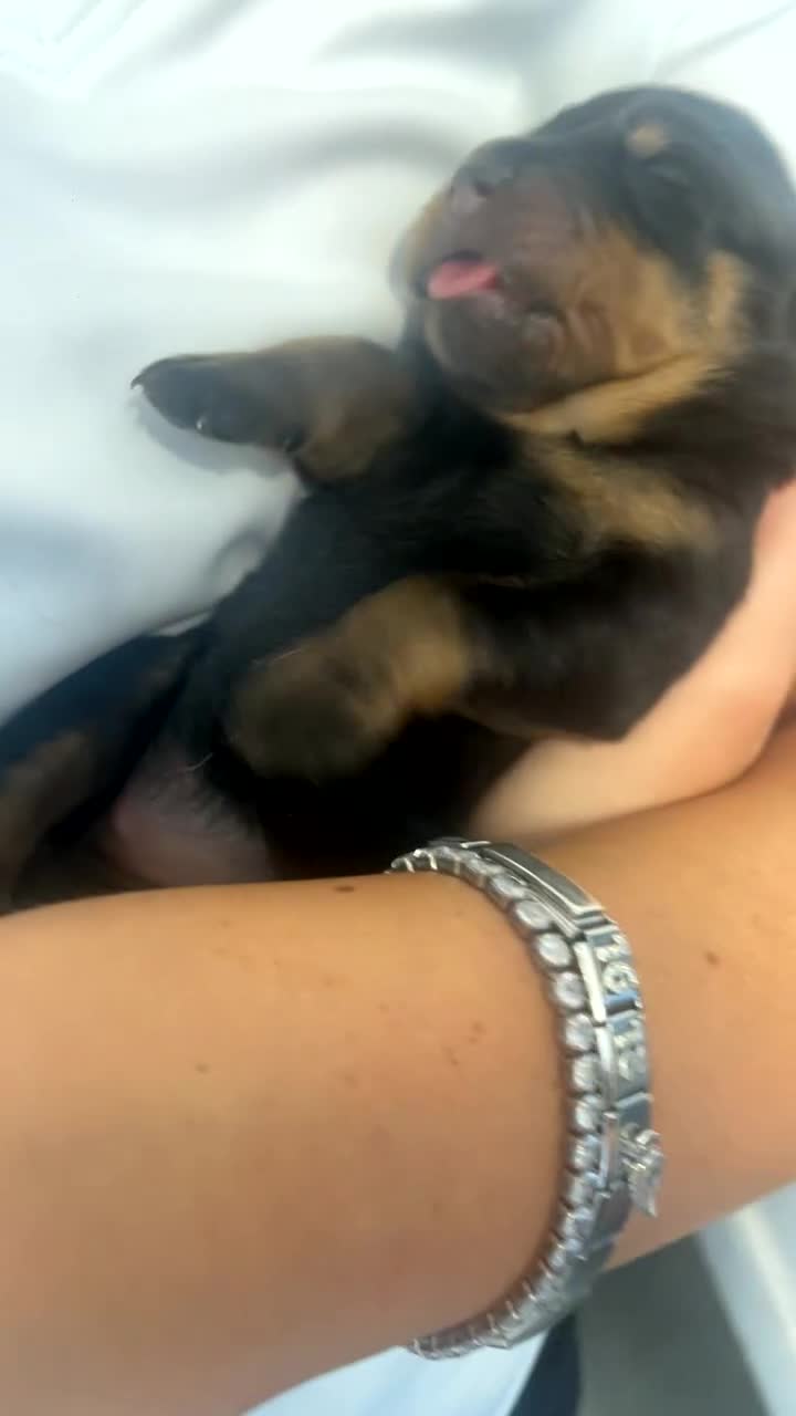 Rottweiler dogs for sale: Stunning litter  - Video 2
