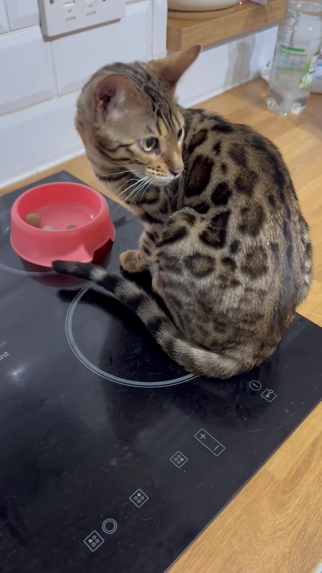 Bengal cats for sale: 2yo TICA Bengal Registered Rosetted Queen  - Video 1