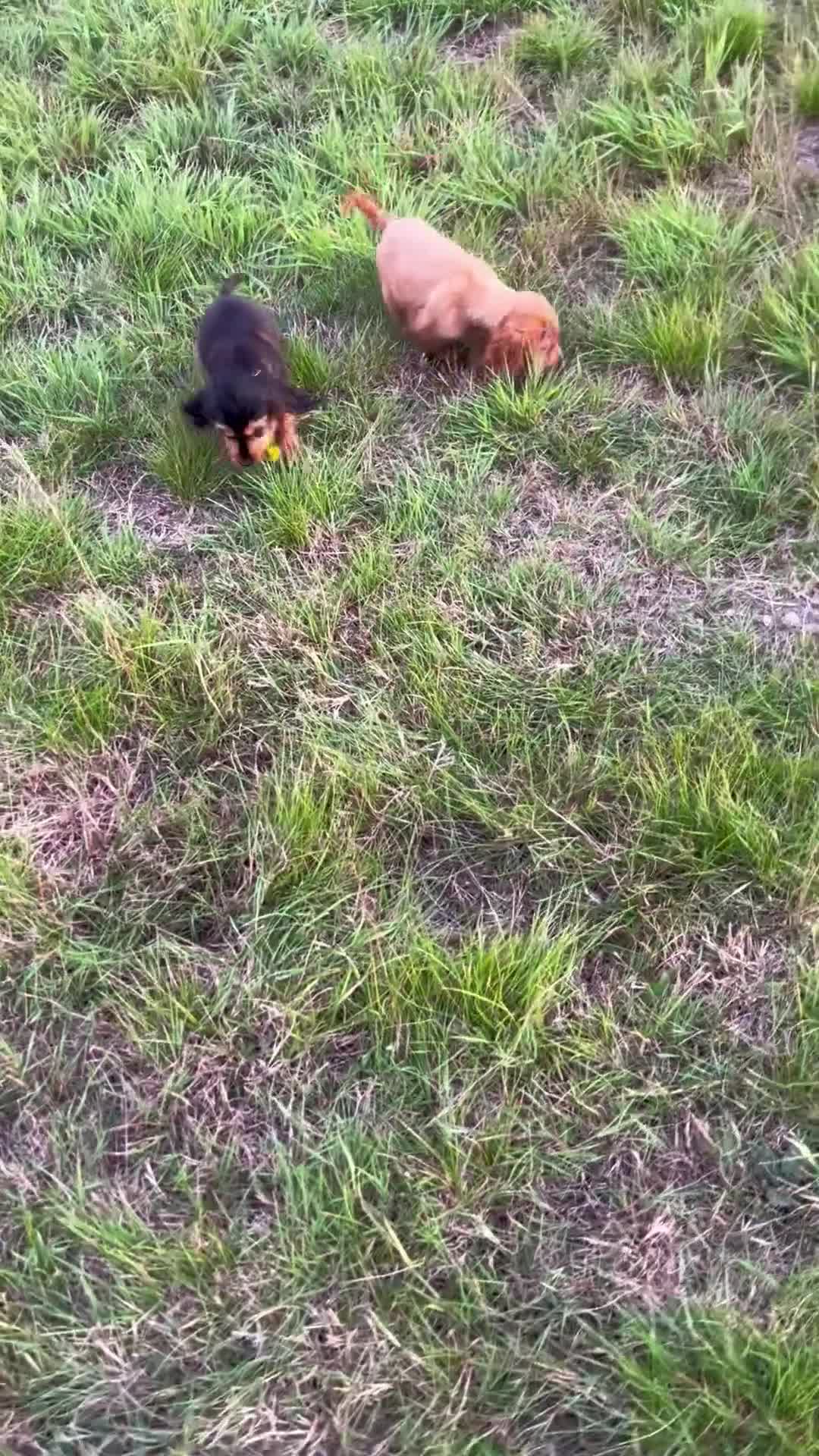 Cocker Spaniel dogs for sale: Last two ‼️ £1250 Kc reg show cocker puppies  - Video 2