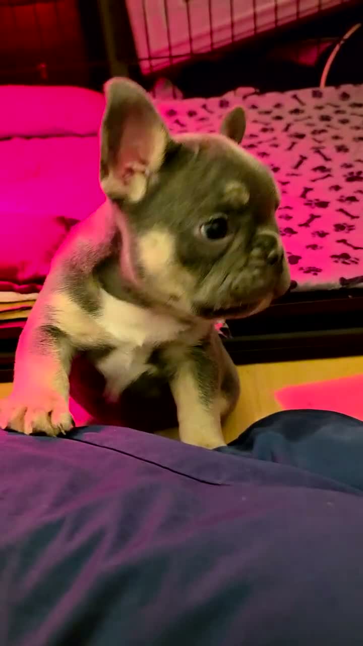 French Bulldog dogs for sale: 3 Male French Bulldogs READY TO GO - Video 3
