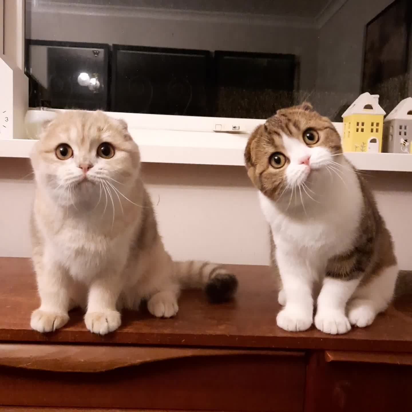 Scottish Fold cats for sale: TICA Reg: Scottish Fold Neutered Girl Kittens - Video 1