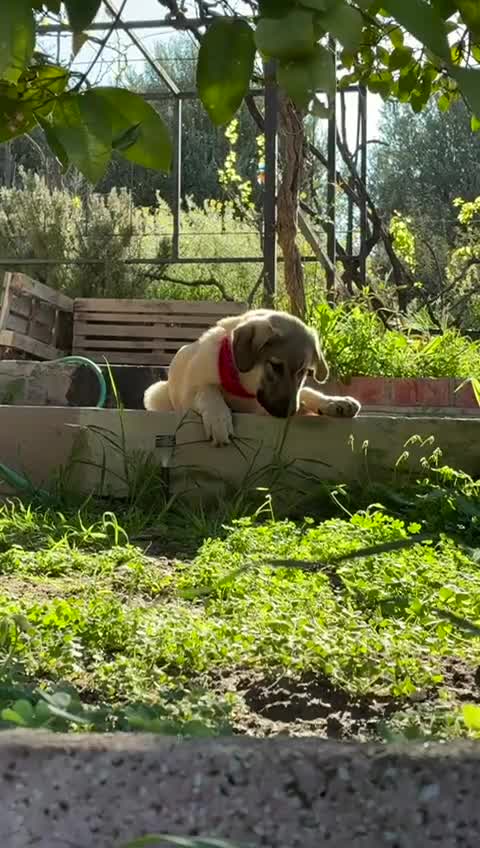 Anatolian Shepherd dogs for adoption: Hagrid – Smart & Loyal Lab Shepherd Mix Puppy - Video 1