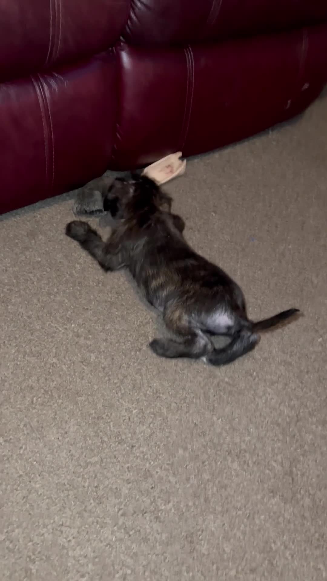 Cockapoo dogs for sale: Coco the cocker poo puppy  in Leeds - Video 1