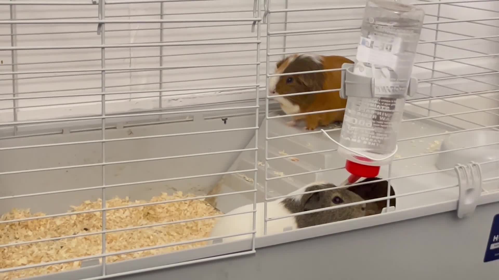 Guinea Pig rodents for sale: Cloud and Clay  in Glasgow - Video 3