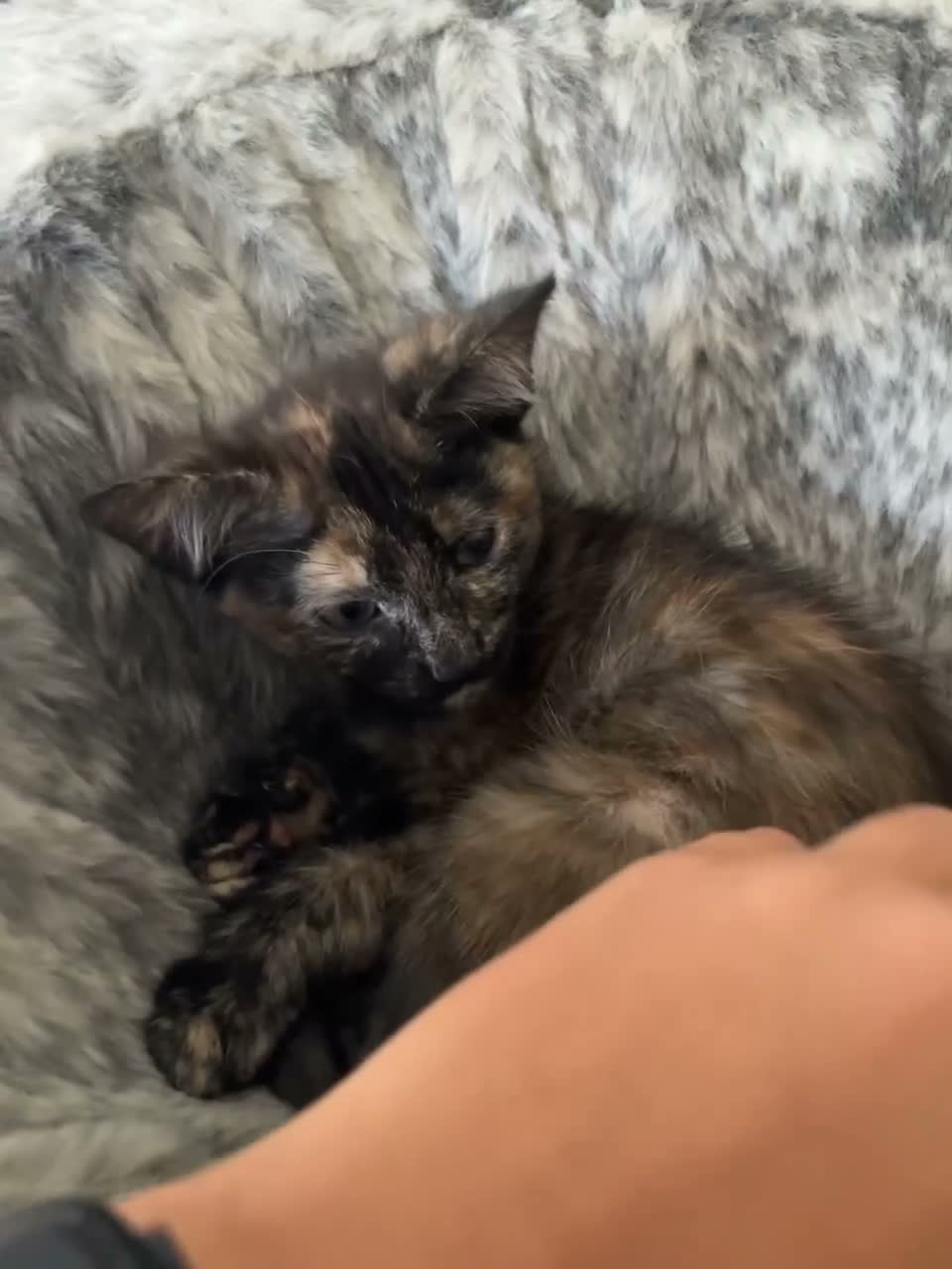 Mixed Breed cats for sale: 5 lovely kittens 🐾 - Video 5