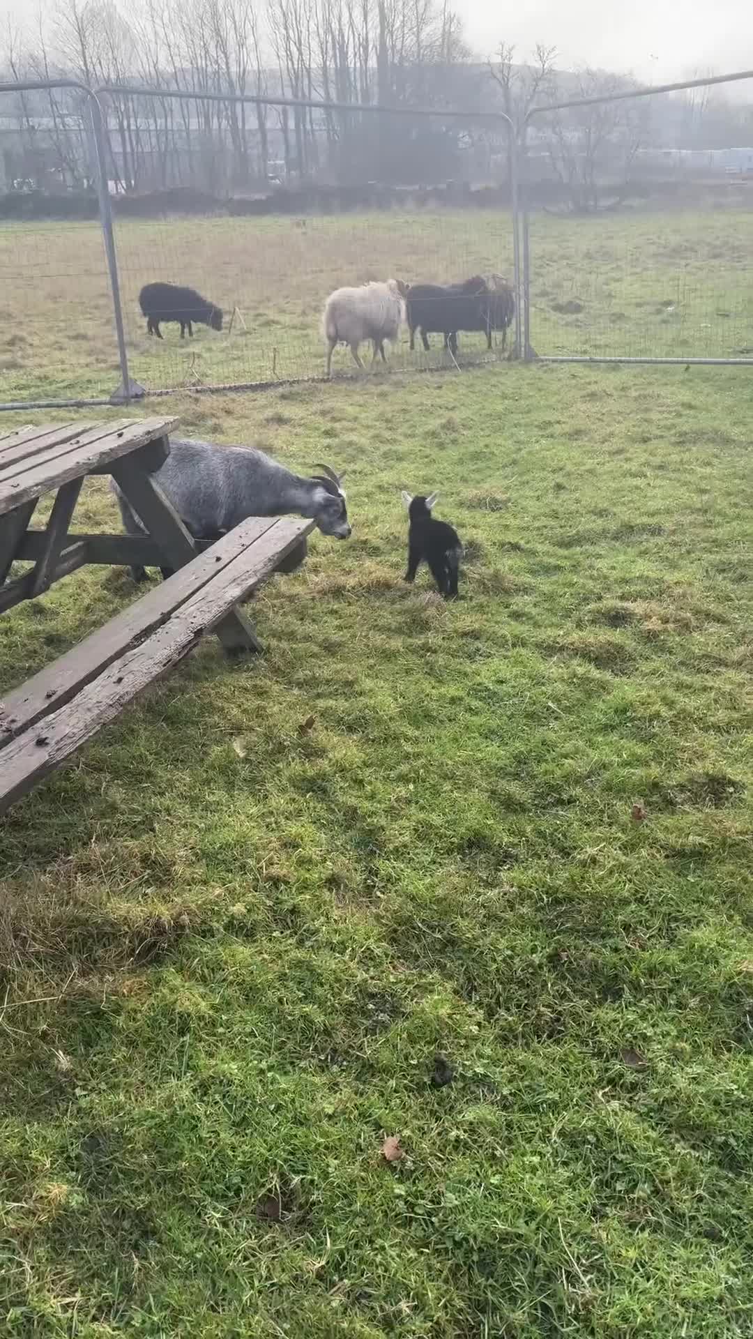 Goats livestock for sale: Pygmy goat wethering - Video 2