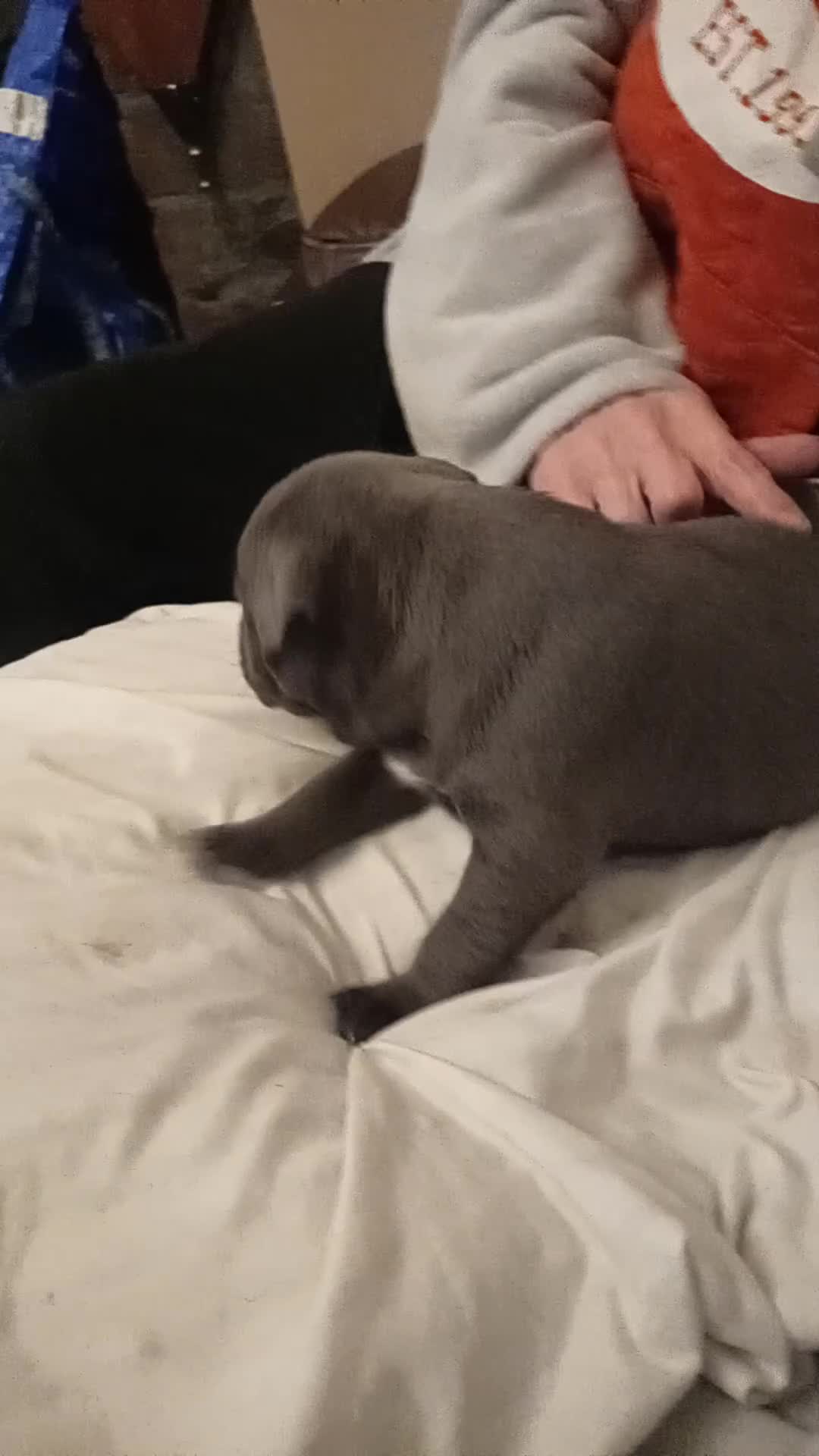 Staffordshire Bull Terrier dogs for sale: KC reg blue Staffordshire bull terrior  - Video 1