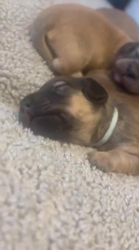Miniature Dachshund dogs for sale: Reservation list now open! - Video 1