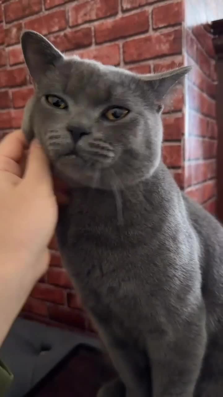 British Shorthair cats for sale: Rocky in Heywood - Video 1