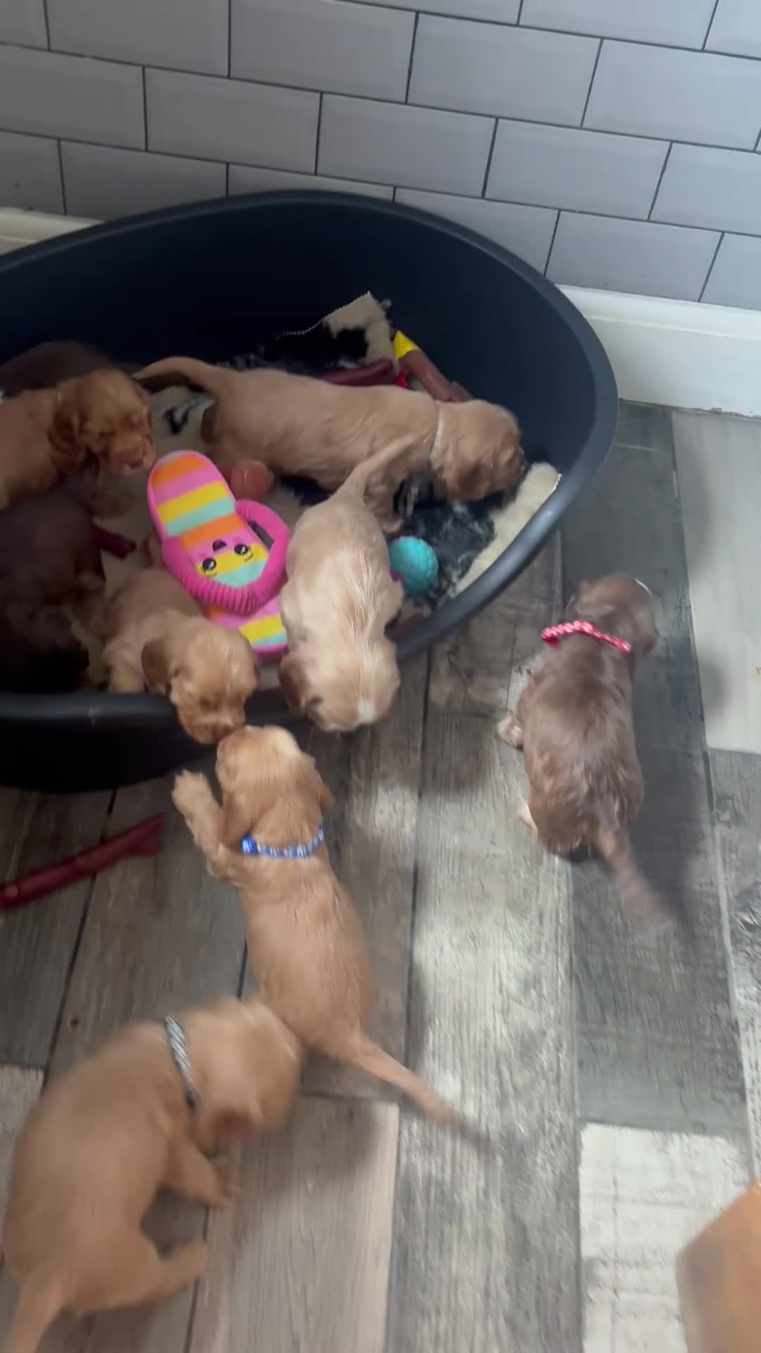 Cocker Spaniel dogs for sale: REDUCED !! only 3 boys left   show cockers - Video 2