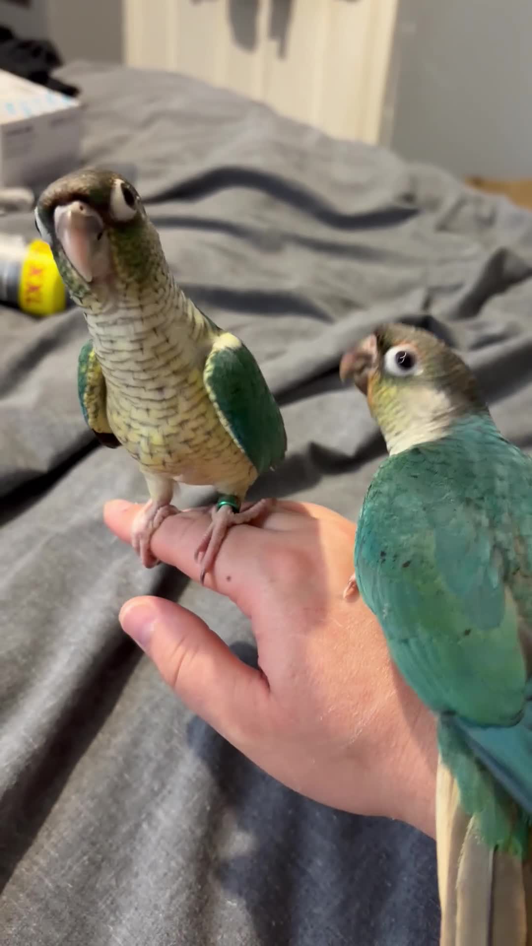Conures birds for sale: Beautiful hand reared conure babies - Video 2