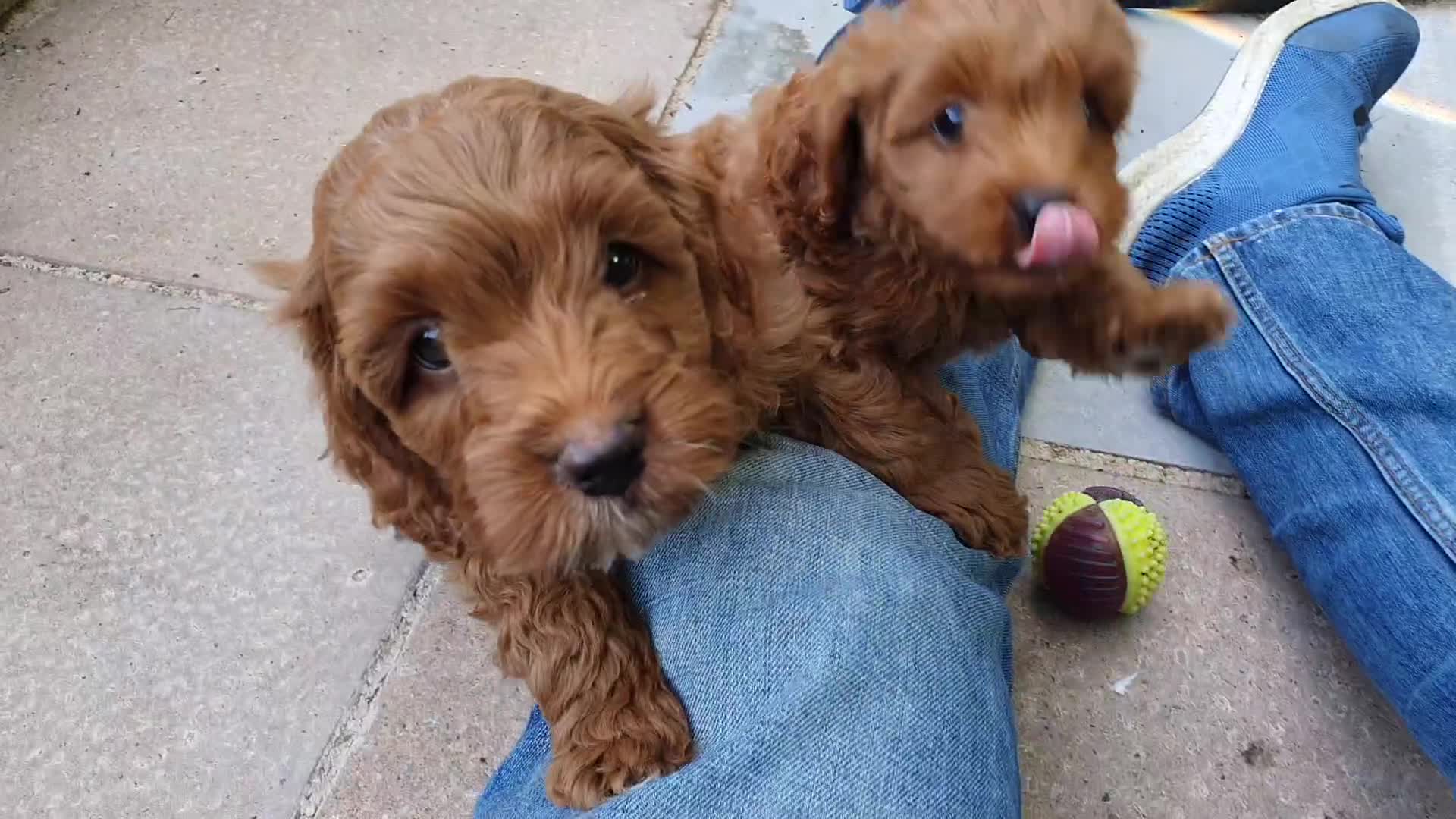 Cavapoo dogs for sale: Deep red Cavapoo puppies - Video 1