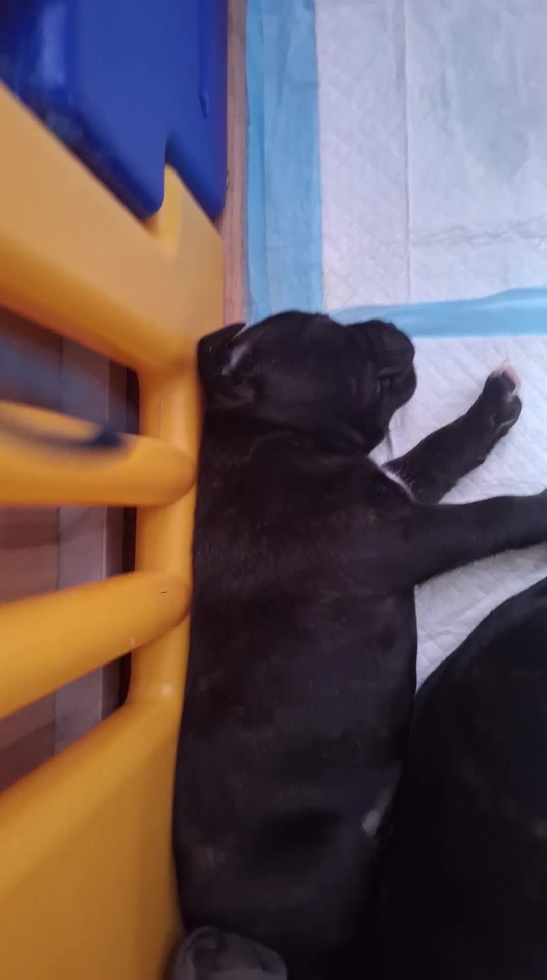 Staffordshire Bull Terrier dogs for sale: Staffordshire ball terrier black brindle female - Video 2