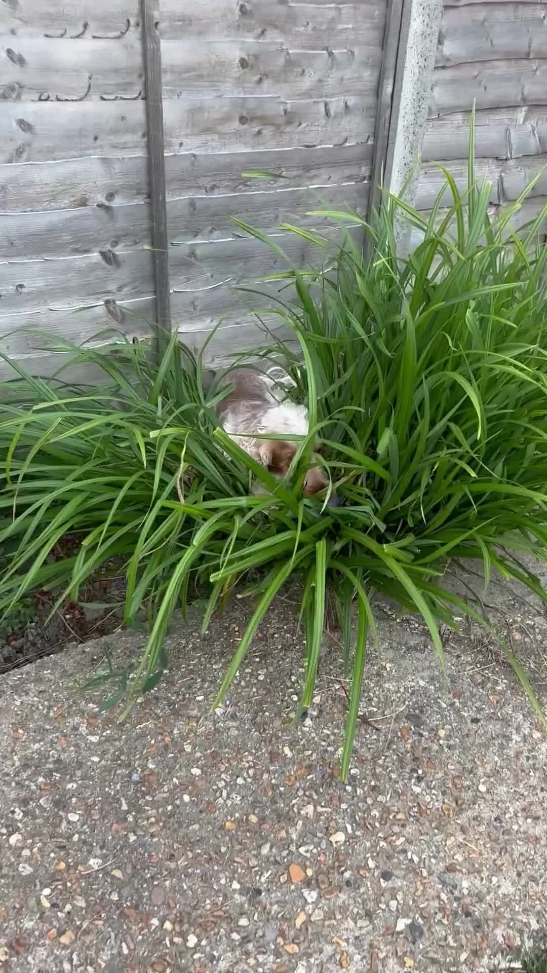 Cocker Spaniel dogs for stud: Cody  - Video 1