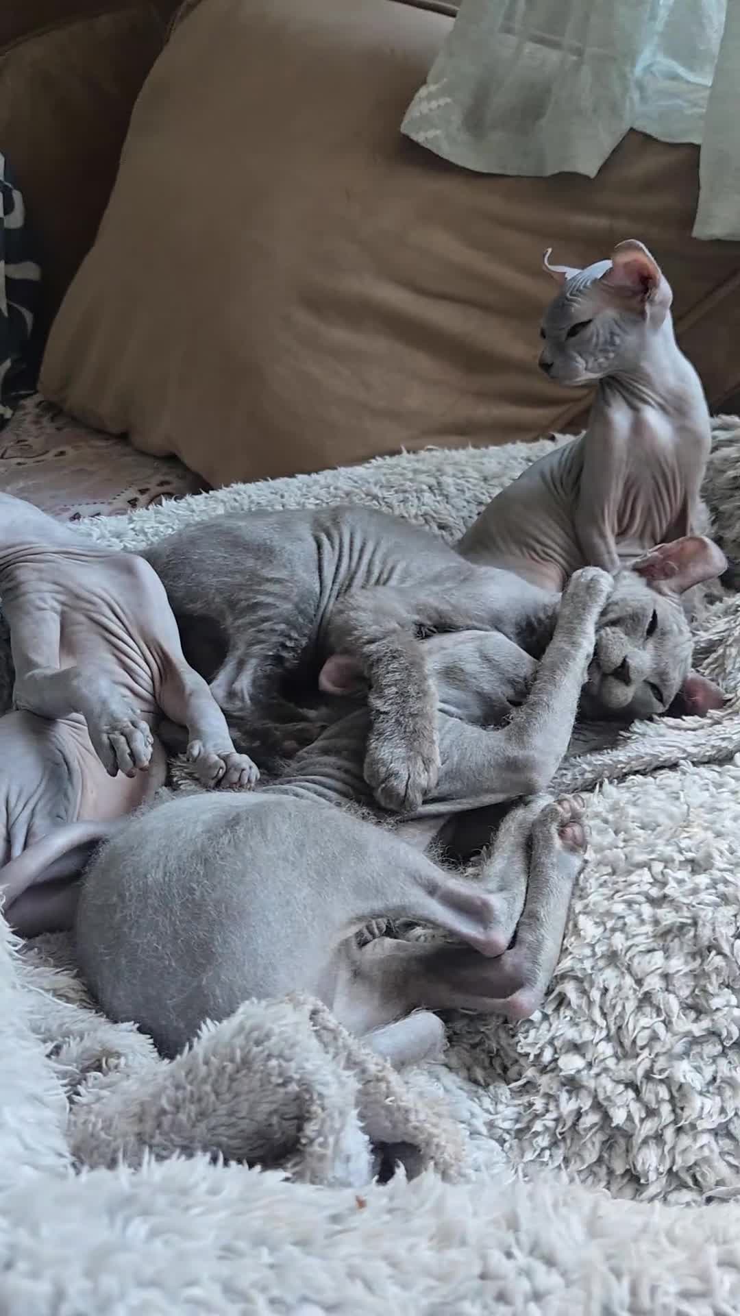 Sphynx cats for sale: Elf Sphynx Kittens  - Video 3
