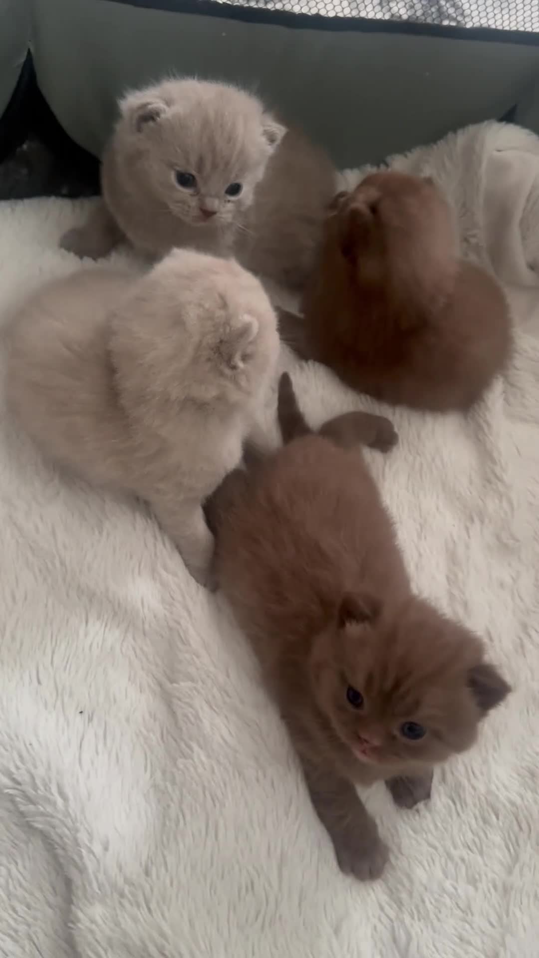 British Shorthair cats for sale: Lilacs and chocolates British shorthair kittens  - Video 2