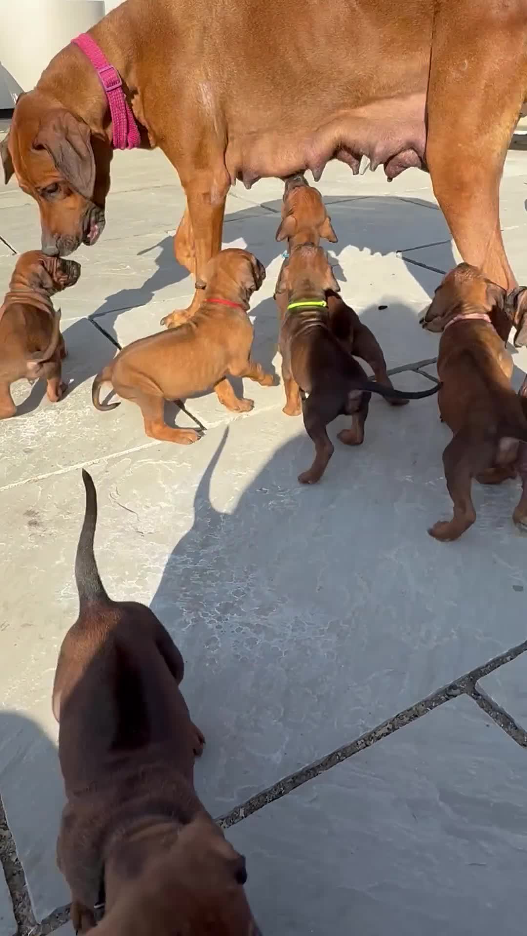 Rhodesian Ridgeback dogs for sale: Beautiful KC Reg’d Rhodesian Ridgeback in Rotherham - Video 2
