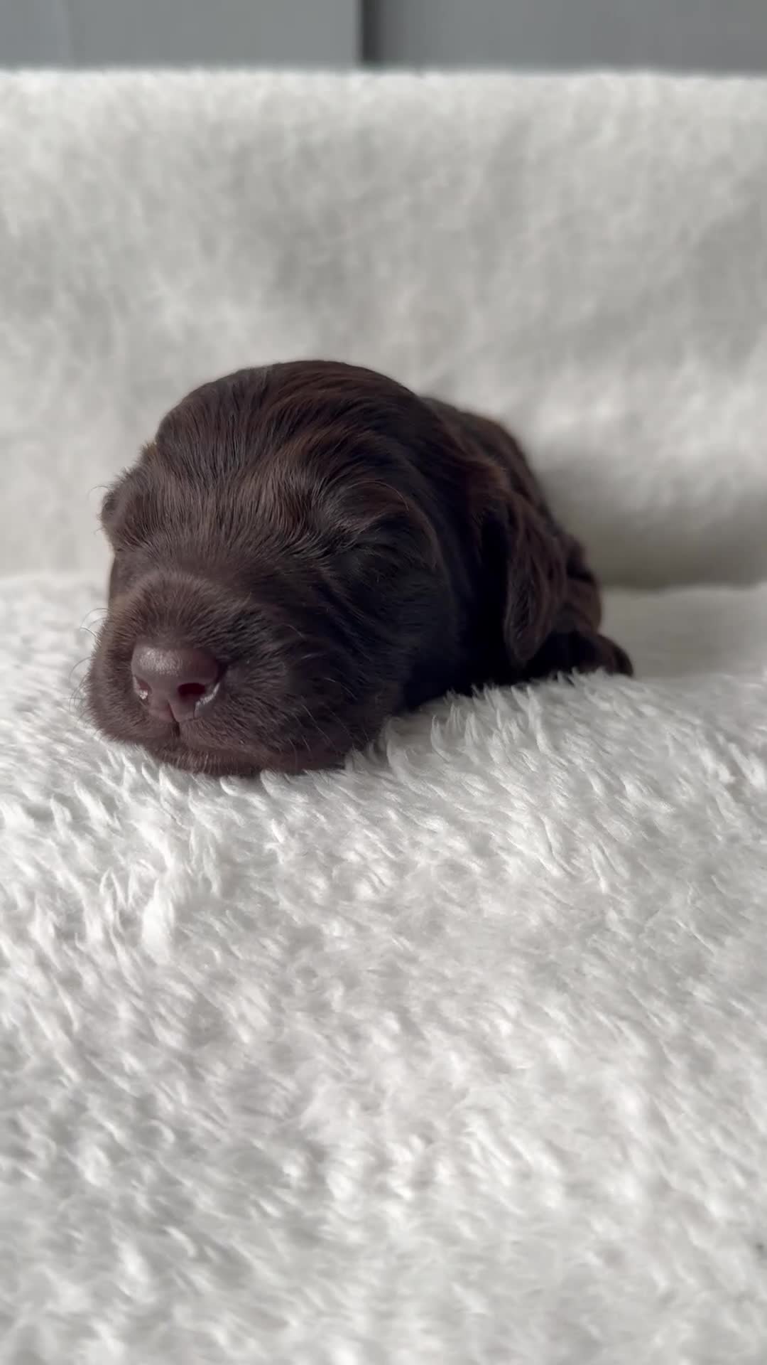 Cockapoo dogs for sale: Beautiful cockapoo babies 🐶  - Video 5