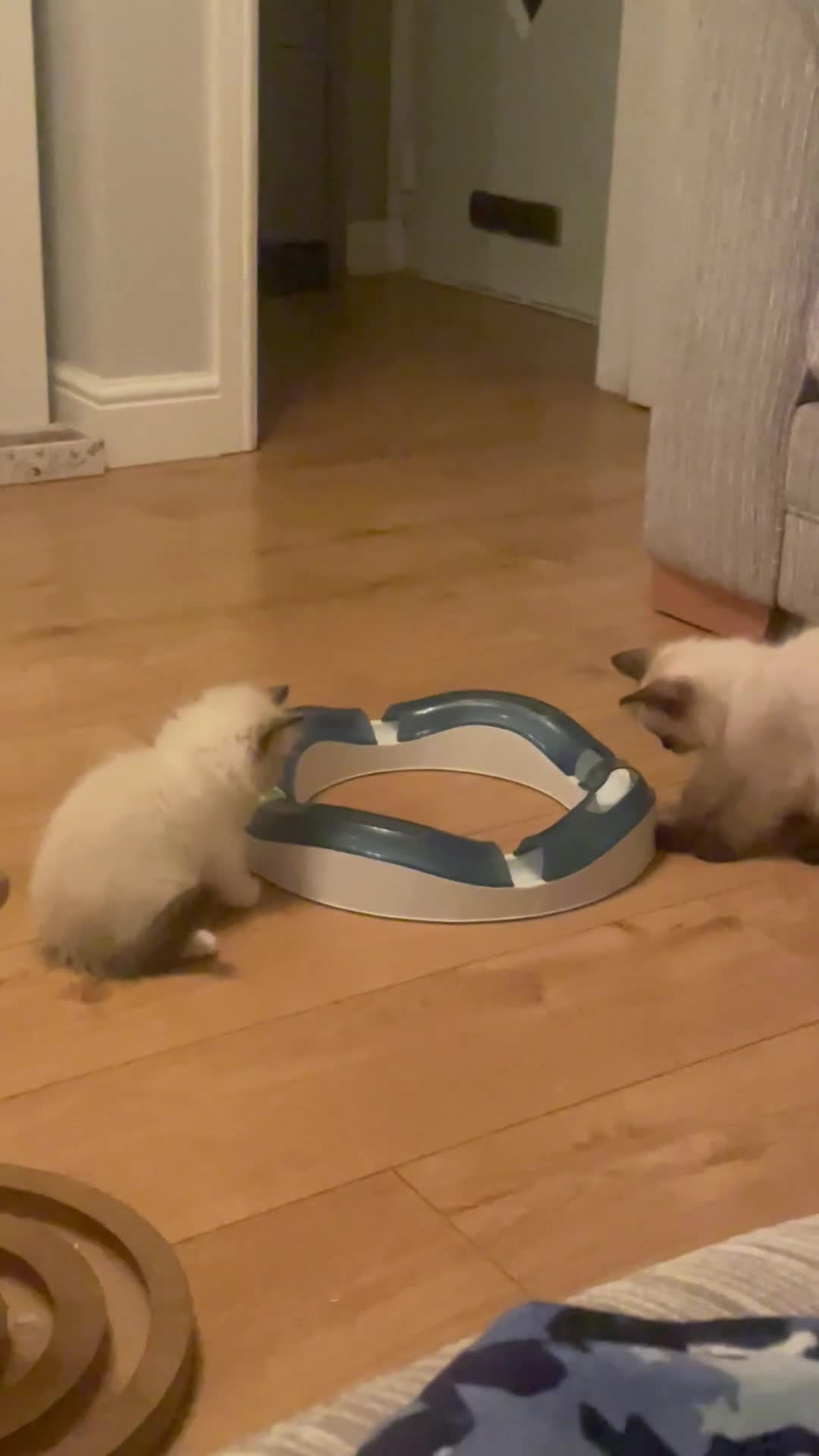 Ragdoll cats for sale: GCCF Seal Tabby Ragdoll Kittens Kent - Video 1