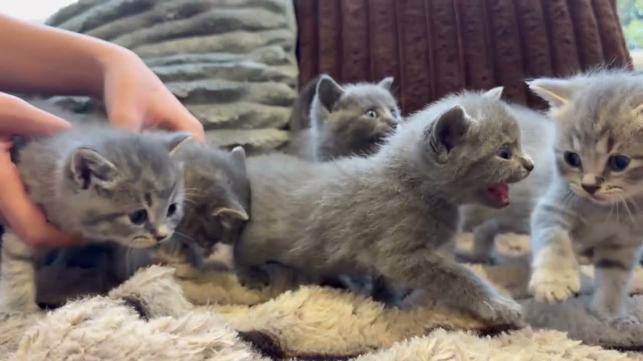 British Shorthair cats for sale: Adorable British Shorthair Blue & Tabby Kittens - Video 1