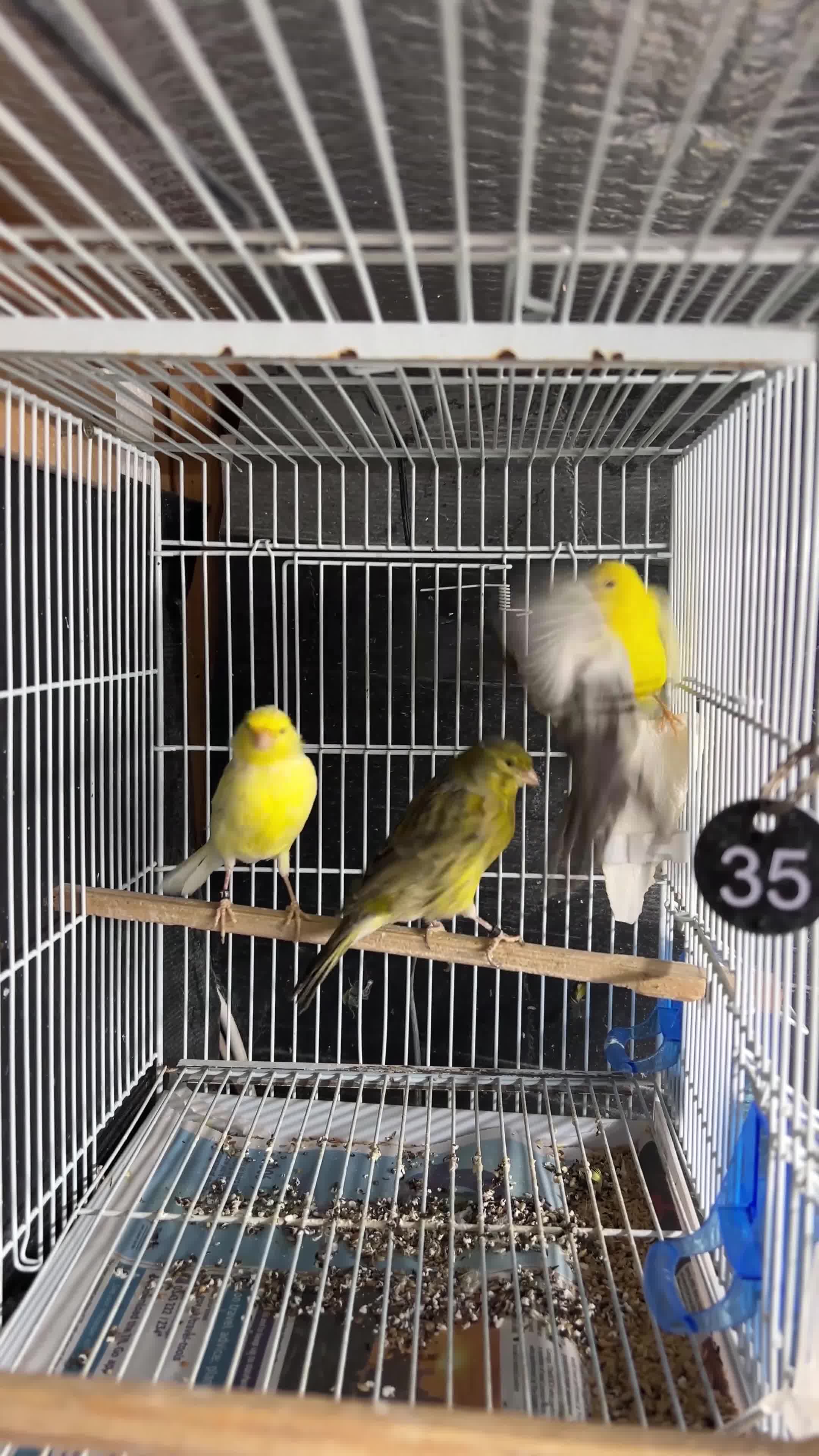 Canaries birds for sale: Canaries for sale  - Video 1
