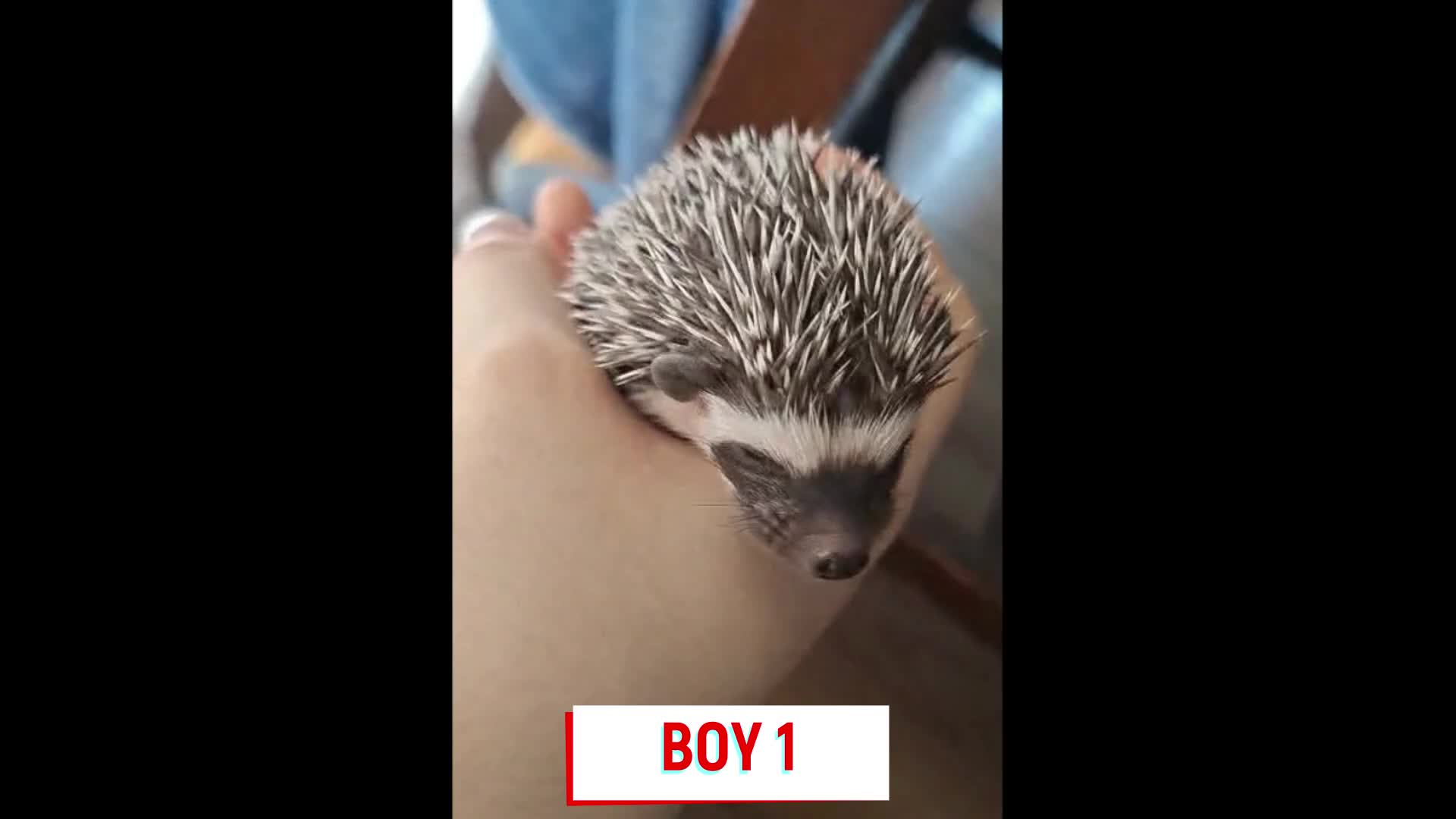 Pygmy Hedgehog rodents for sale: Pygmy hedgehogs, 1 girl 2 boys - Video 3