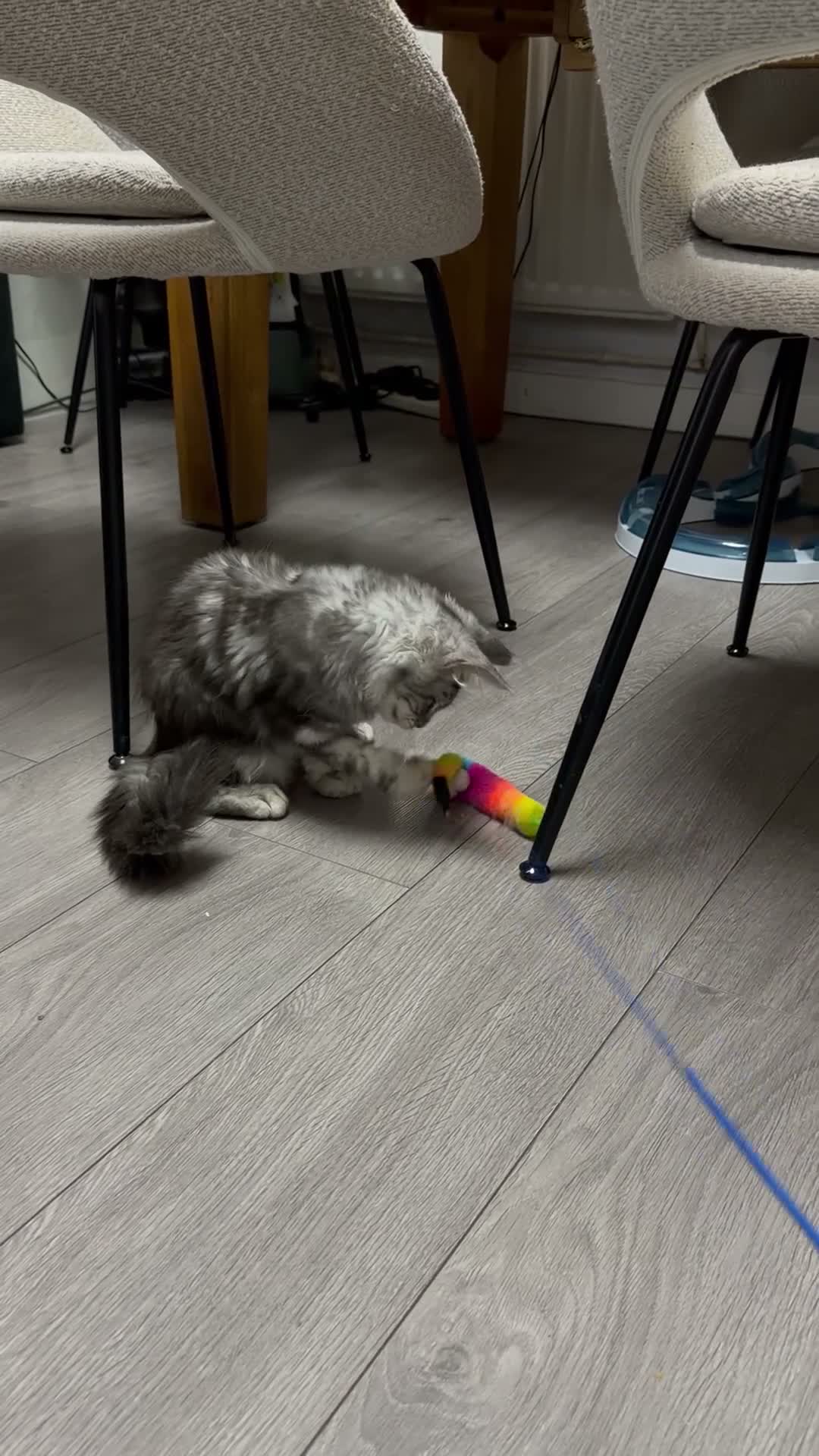 Maine Coon cats for sale: 💙 Male Maine Coon Silver Kitten TICA - Video 1