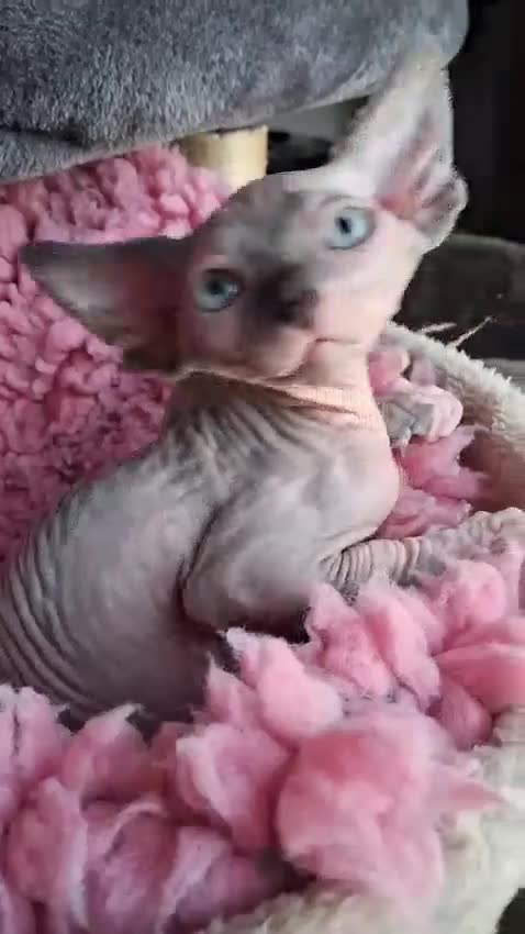 Sphynx cats for sale: Sphynx kittens - Video 1