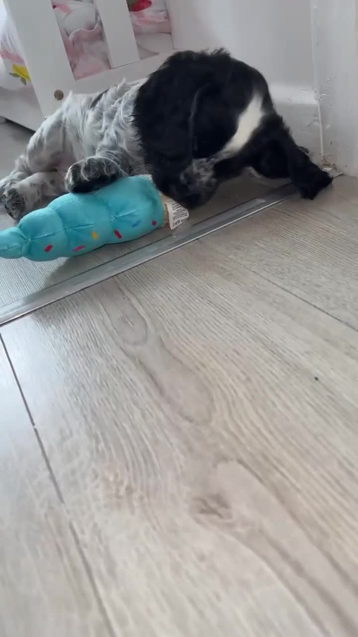 Cocker Spaniel dogs for sale: Litter of One male puppy - Video 1