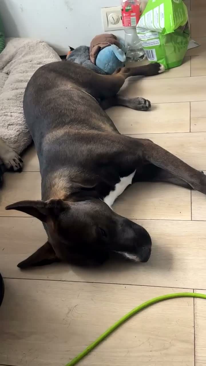 Mixed Breed dogs for sale: ZEUS Belgian Malinois Cross - Video 1