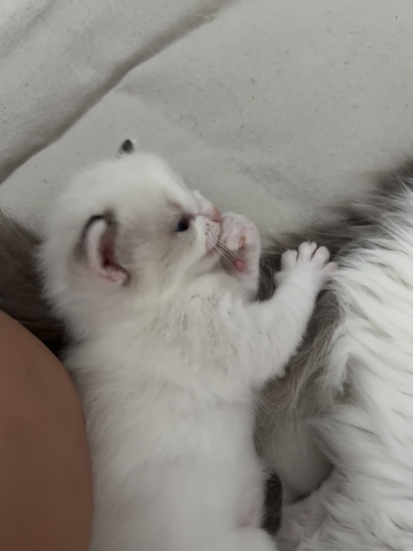 Ragdoll cats for sale: Beautiful Ragdoll Bi Colour Boy Kitten 🩵🐱 - Video 2