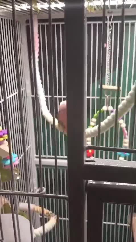 Parakeets birds for sale: Bourkes Parraket in Hemel Hempstead - Video 1
