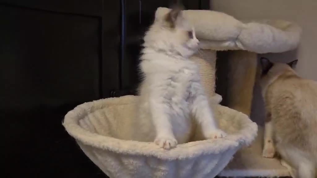 Ragdoll cats for sale: 3 Tica Registered Ragdoll Kittens For Sale  - Video 2