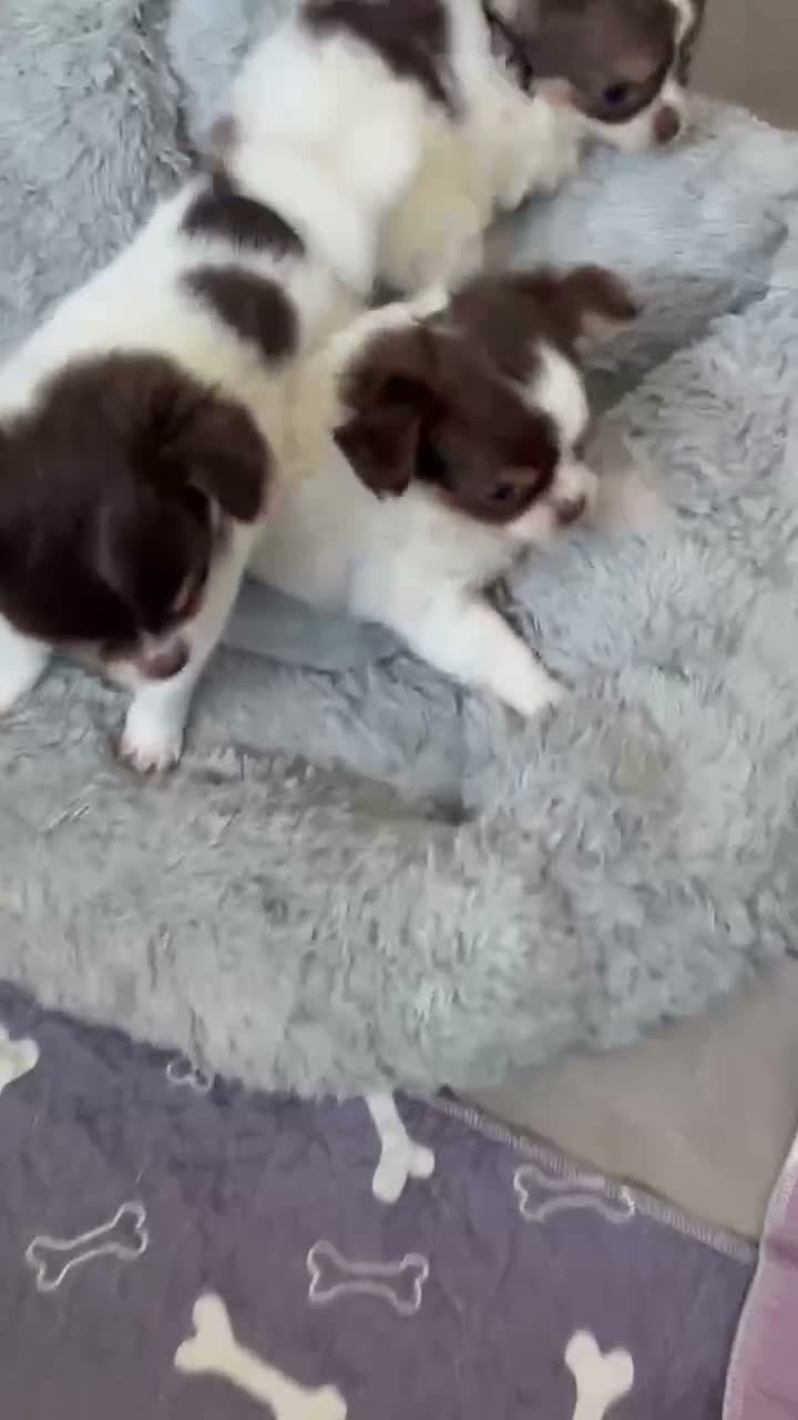 Chihuahua dogs for sale: Litter of tiny long haired chihuahuas - Video 2