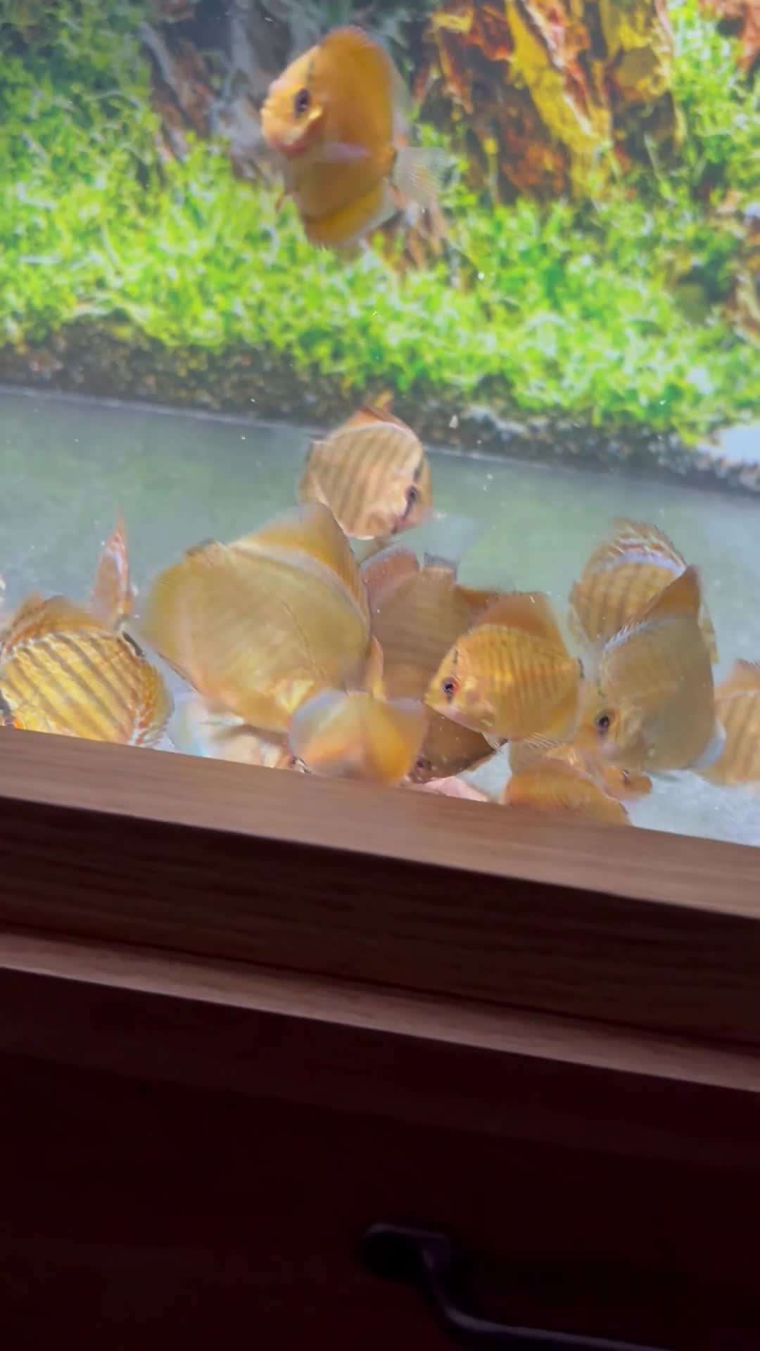 Discus fish for sale: Discus  - Video 1