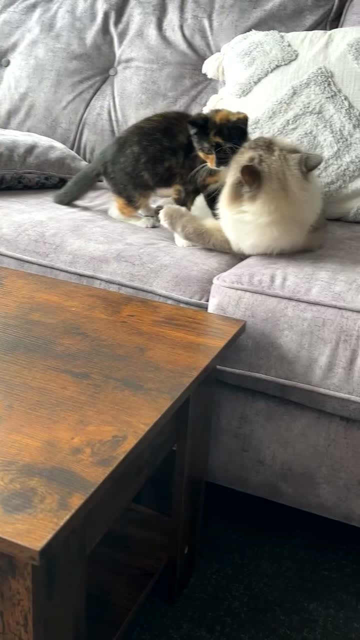 Domestic Shorthair cats for sale: Free tortishell kitten  - Video 1