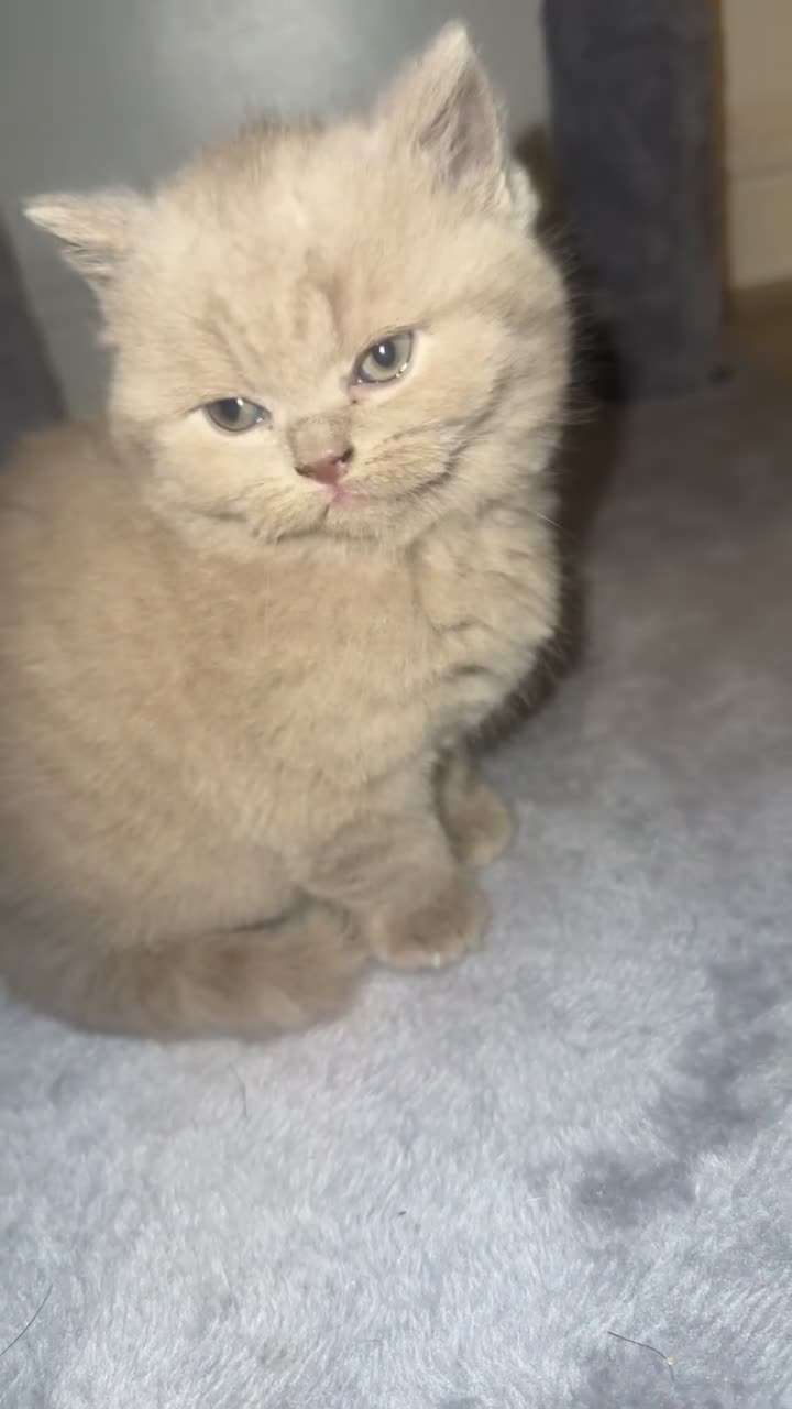 British Shorthair cats for sale: britishorthair forsale - Video 1