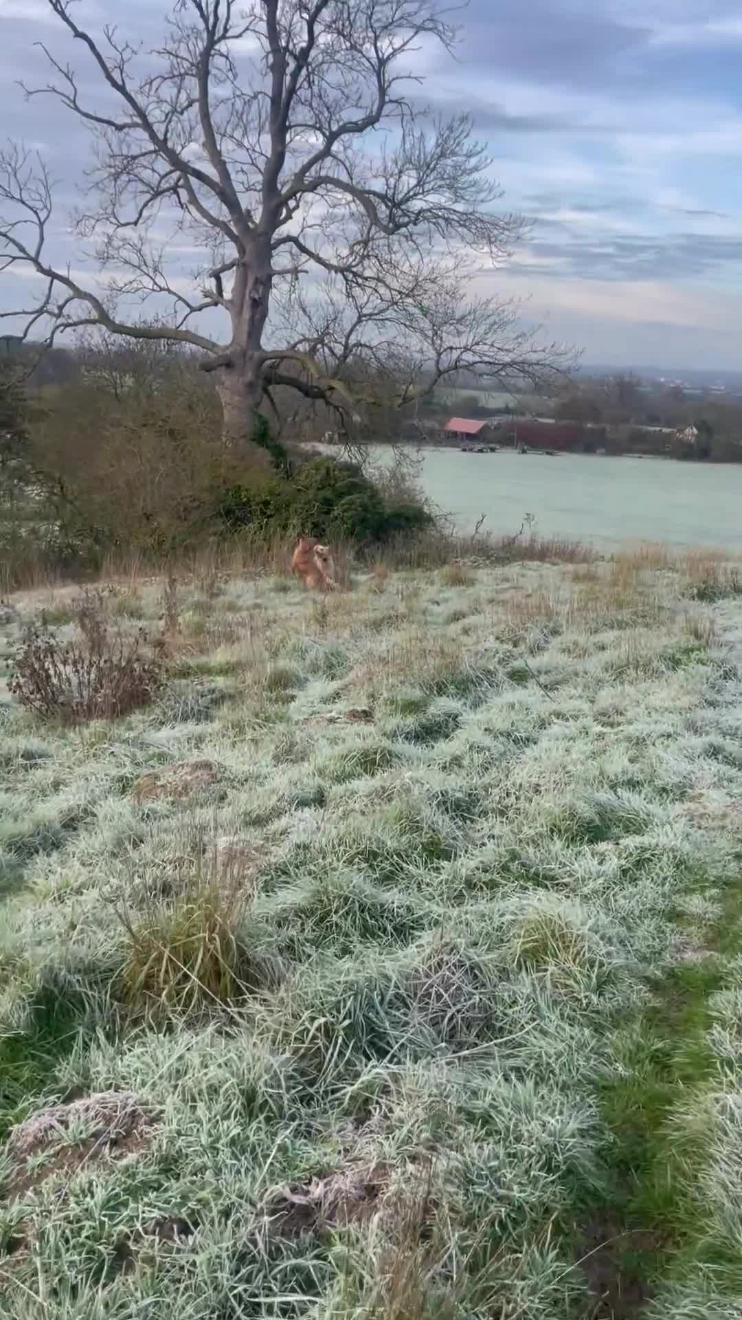 Golden Retriever dogs for sale: Champion lined KC REG GOLDEN RETRIEVER puppies - Video 4