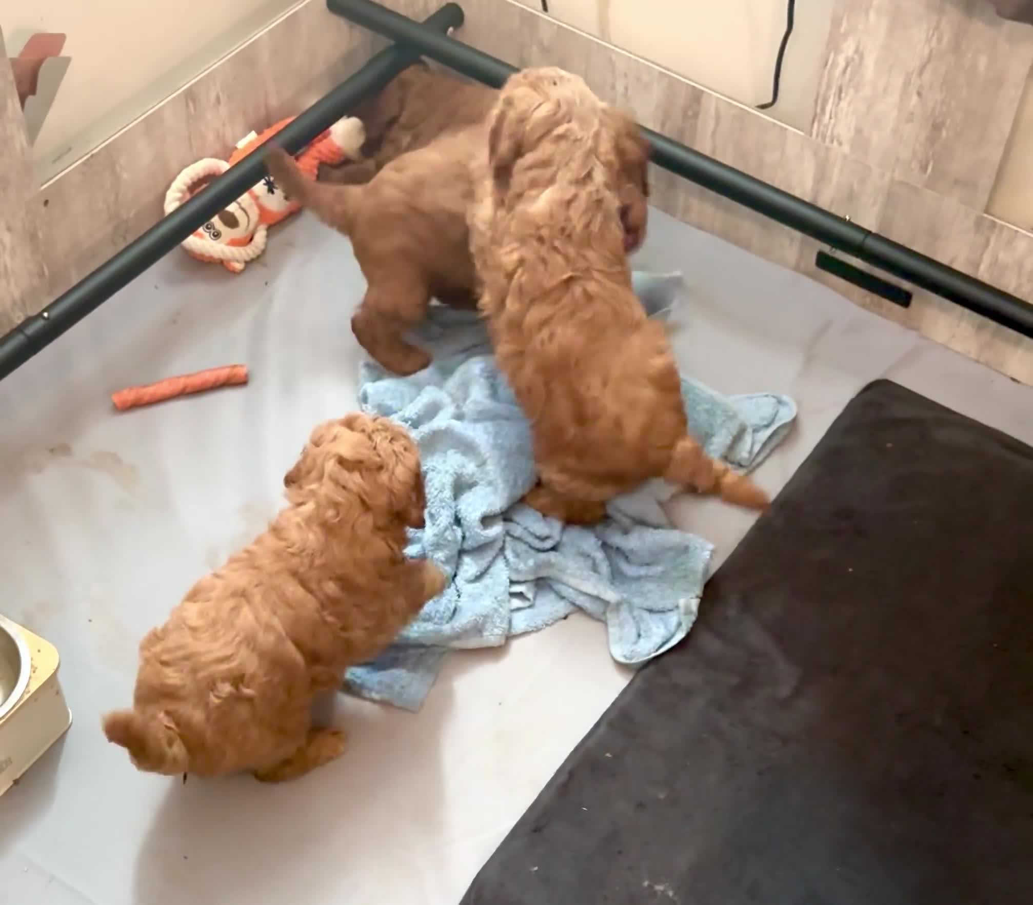 Cockapoo dogs for sale: Bonnie - Video 1