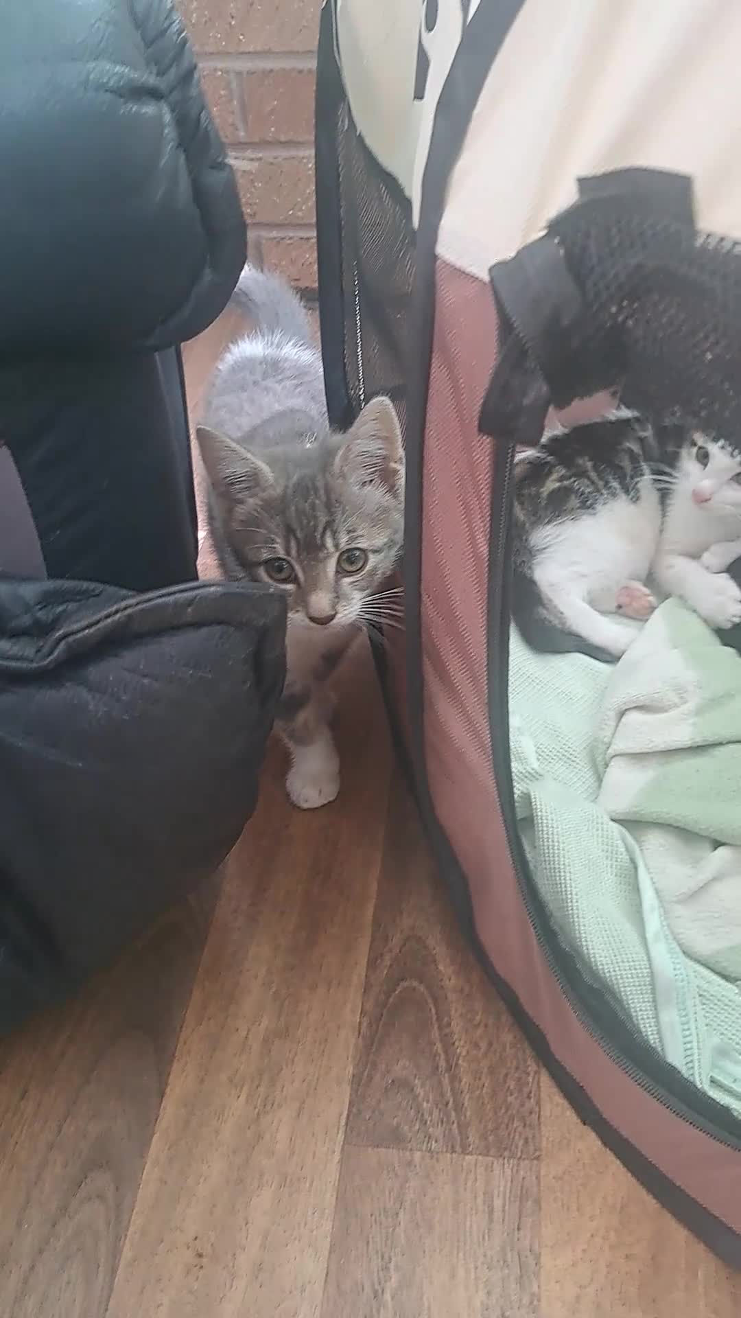 Mixed Breed cats for sale: Kittens looking for forever home  - Video 1