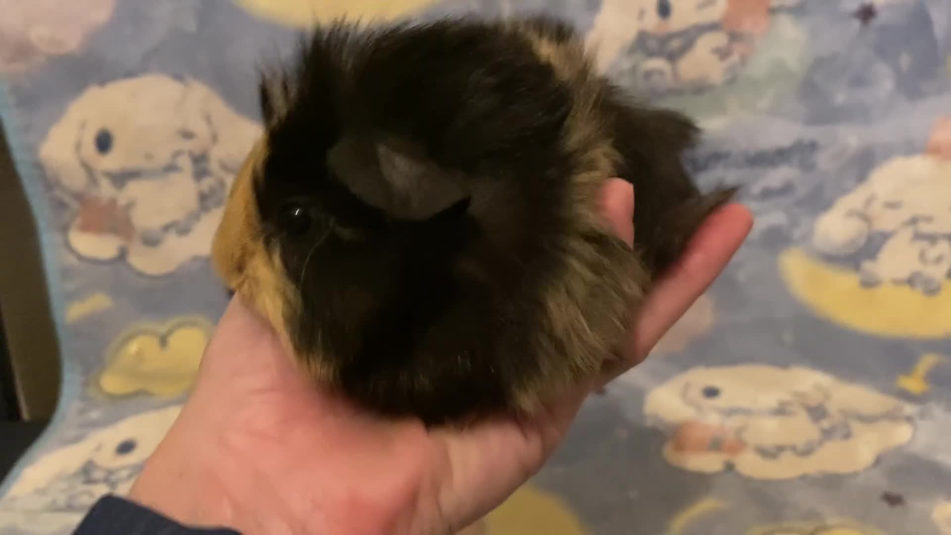 Guinea Pig rodents for sale: Gorgeous baby Guinea pigs in Saint Helens - Video 4