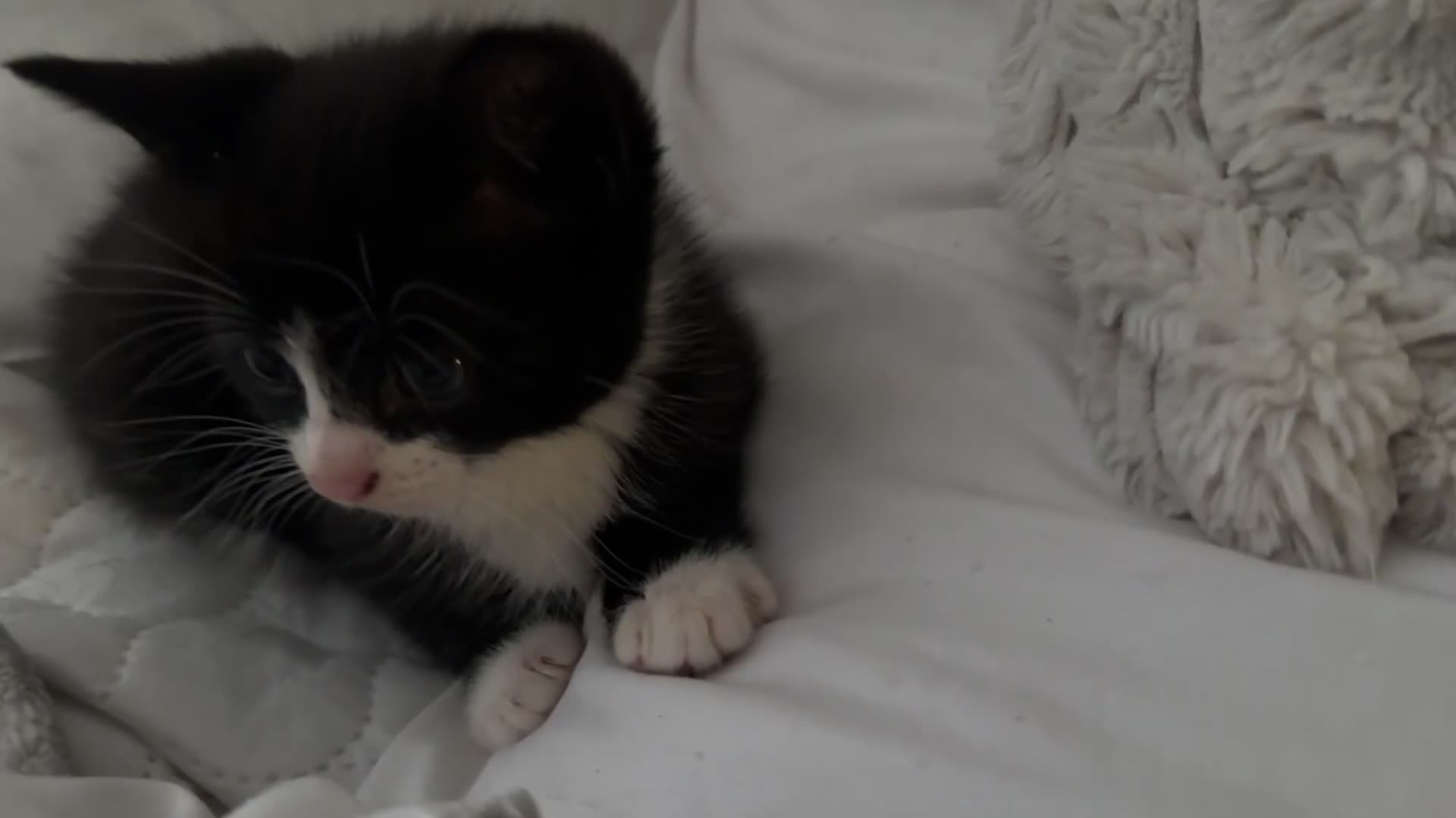 Mixed Breed cats for sale: Tuxedo Kittens looking for loving homes - Video 2