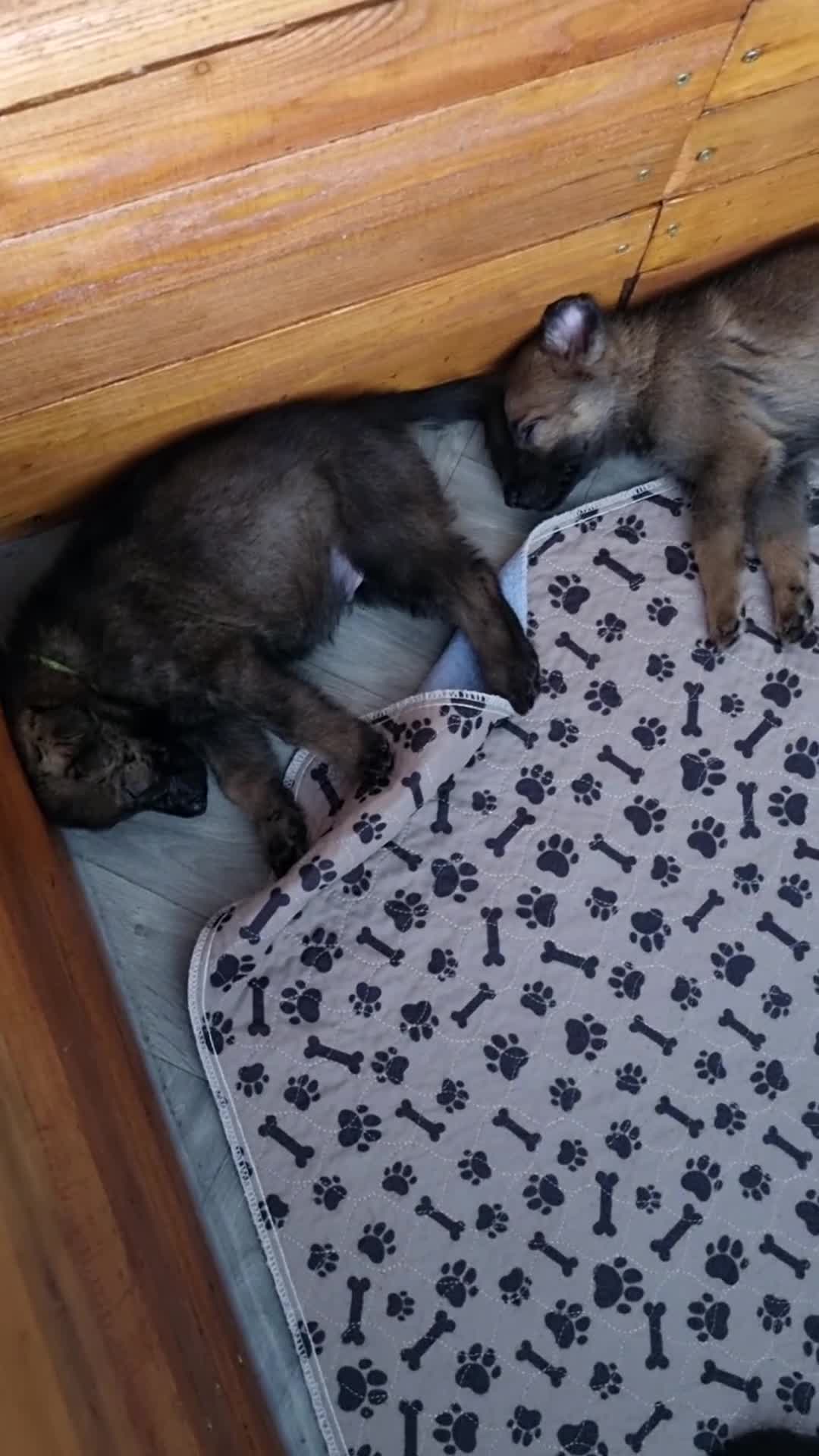 German Shepherd dogs for sale: 3 GSDs Female/KC Extensively Health Tested - Video 2