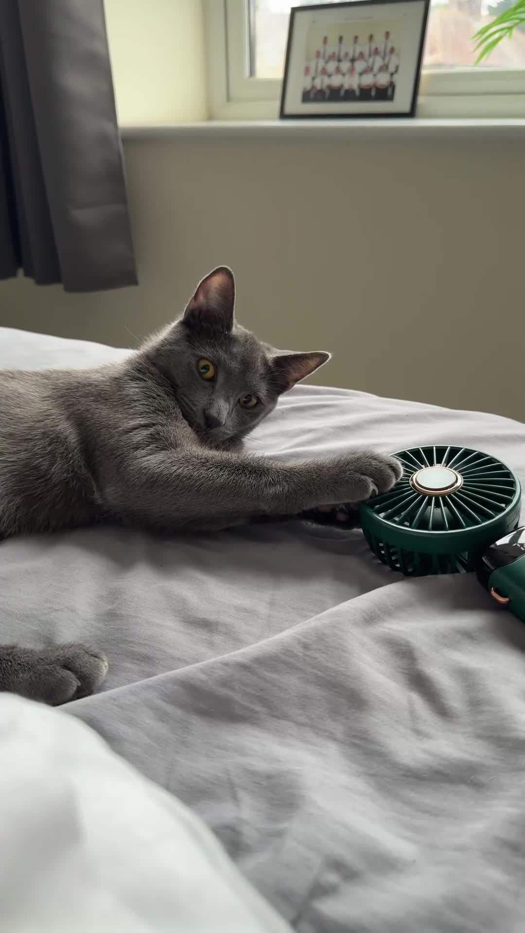 Mixed Breed cats for sale: Russian blue mix for rehome - Video 1