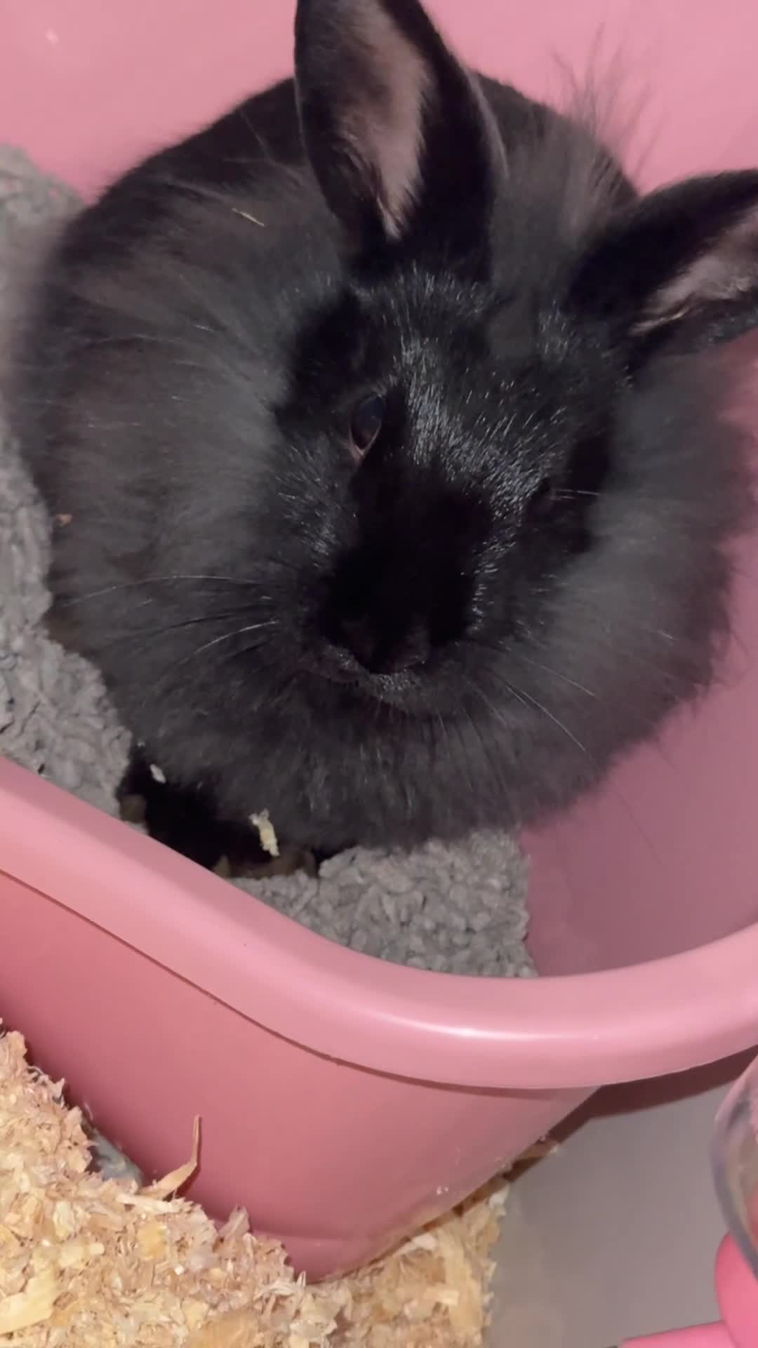 Lionhead rabbits for sale: Lionhead female sisters  in Horsham - Video 1