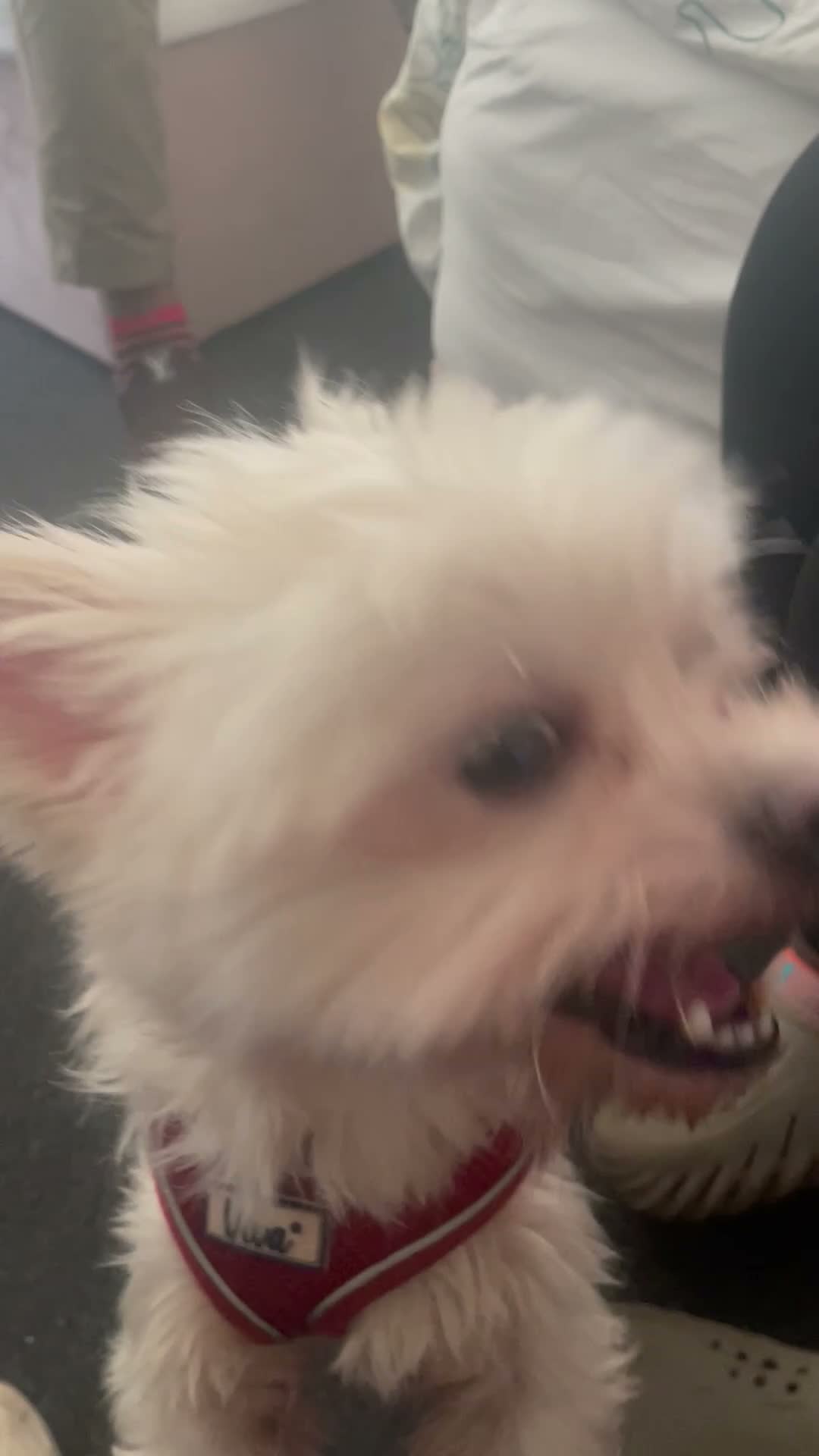 Mixed Breed dogs for sale: Selling chihuahua terrier cross  in Mansfield - Video 1