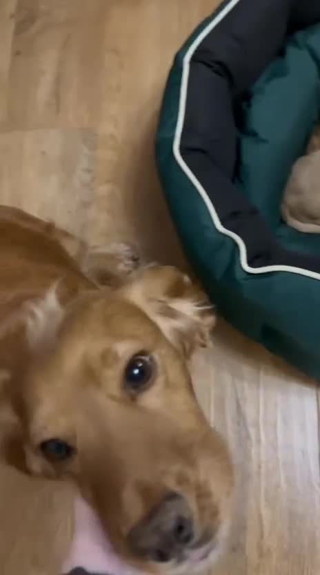 Cocker Spaniel dogs for sale: KC Registered Working Cocker Spaniel Puppies  - Video 1