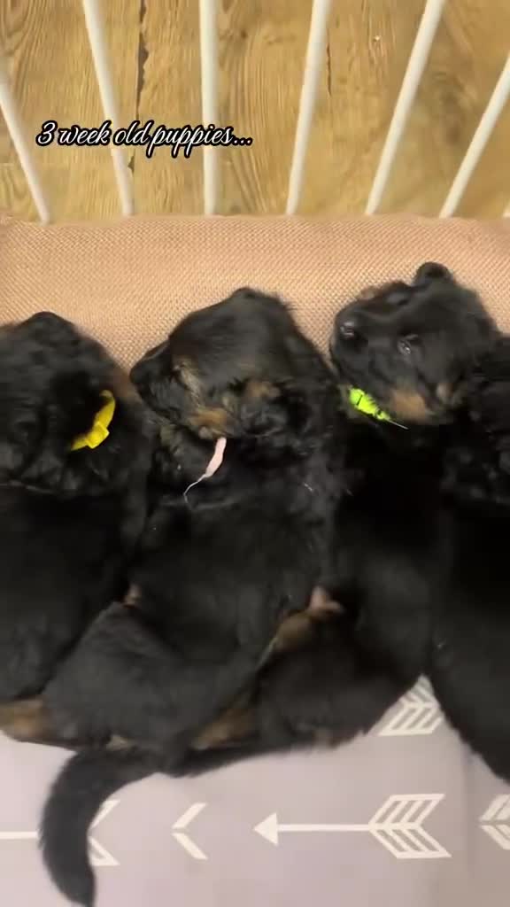 German Shepherd dogs for sale: KC Register German Shepherd puppies  in London - Video 1