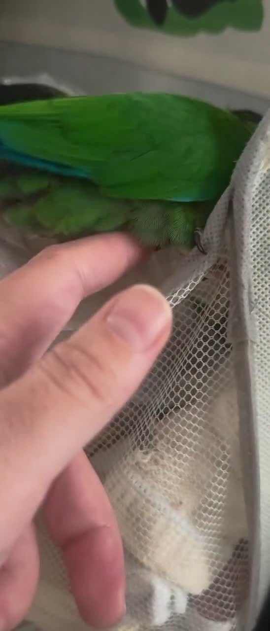 Conures birds for sale: Silly tame gcc male conure  in Salford - Video 1